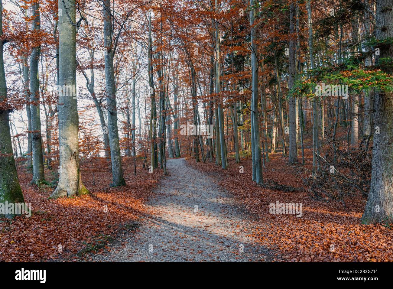 Herbstpark am König-Ludwig-Denkmal, entlang des König-Ludwig-Weges, Starnberger See, Berg, Bayern, Deutschland. Stockfoto