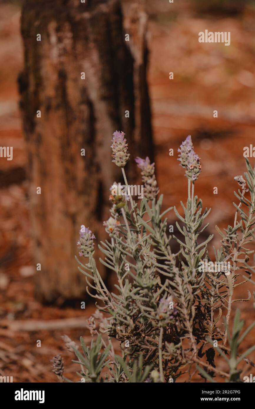 trockenen Lavendel Stockfoto