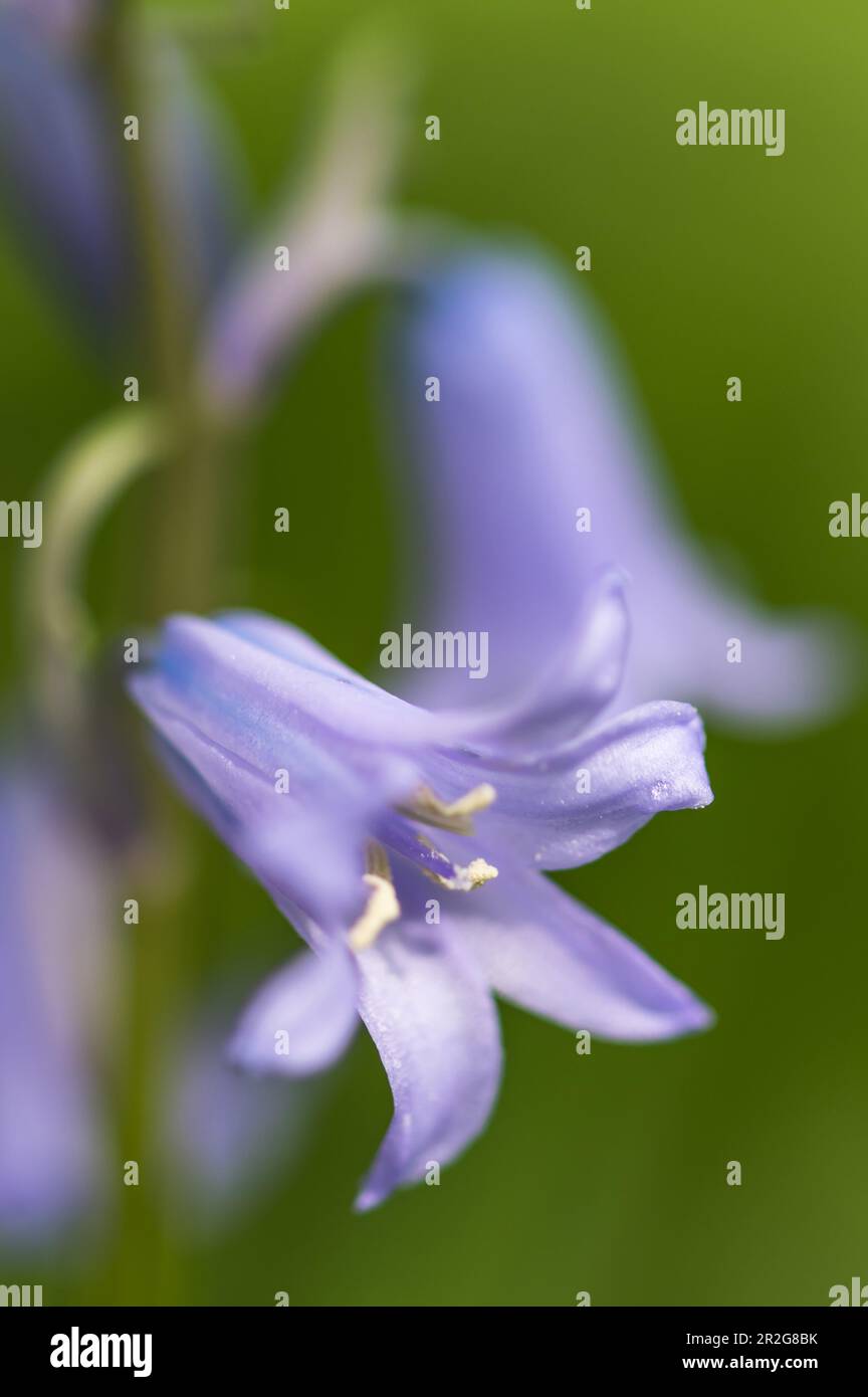 Harenglocken in sanftem Blau mit grünem Hintergrund Stockfoto