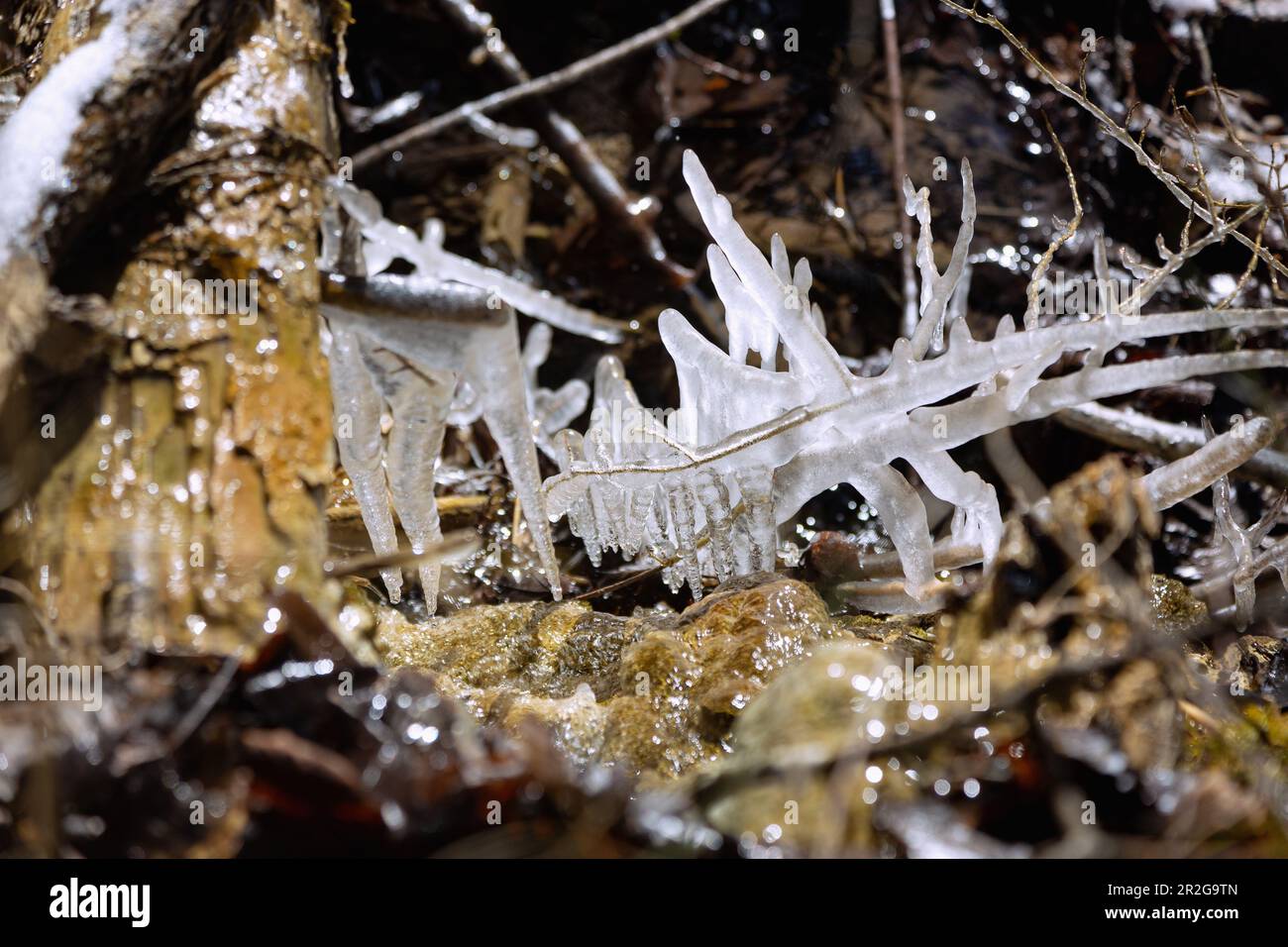 Eiszapfen auf Zweigen eines kleinen Wasserlaufs bei Fischbachau in Oberbayern Stockfoto