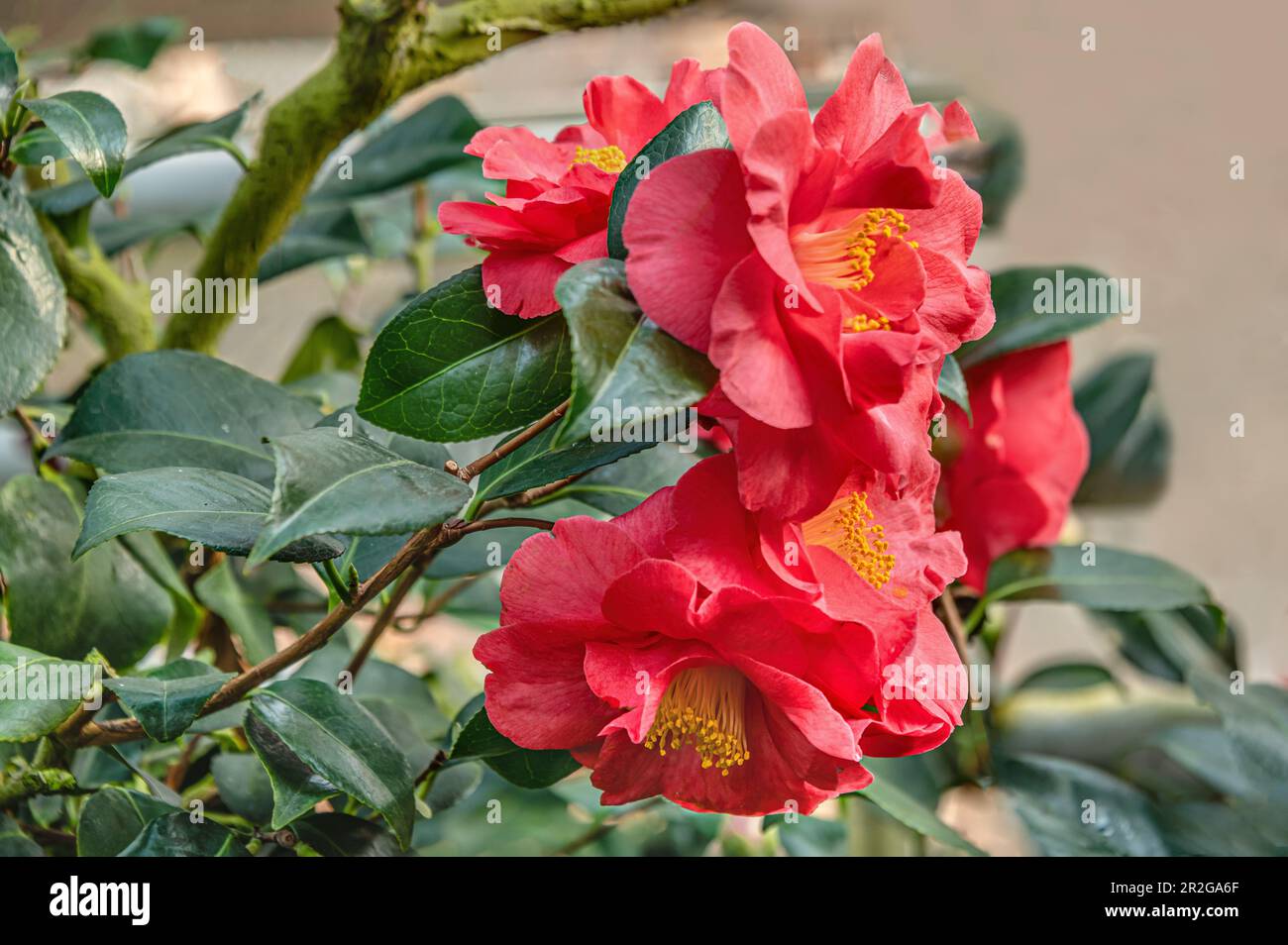Nahaufnahme der roten Blüten der Camellia Japonica Tricolor Blume bei der Kamelien Blütenshow im Landschloss Pirna Zuschendorf in Sachsen Stockfoto