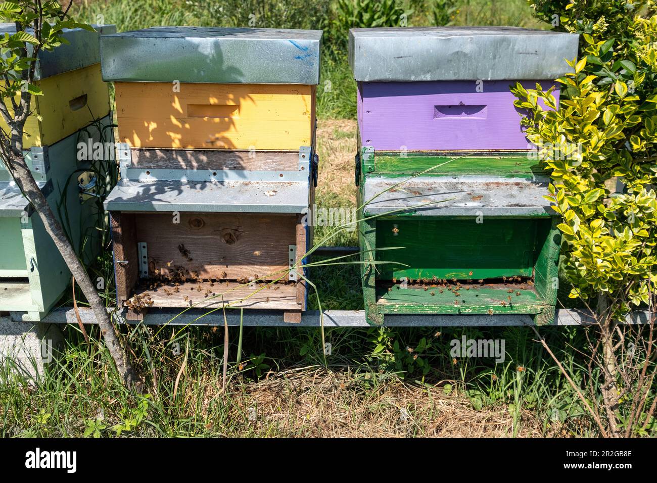 Detailaufnahme der bunten Bienenstöcke, Drizzona, Cremona Province, Italien, Europa Stockfoto