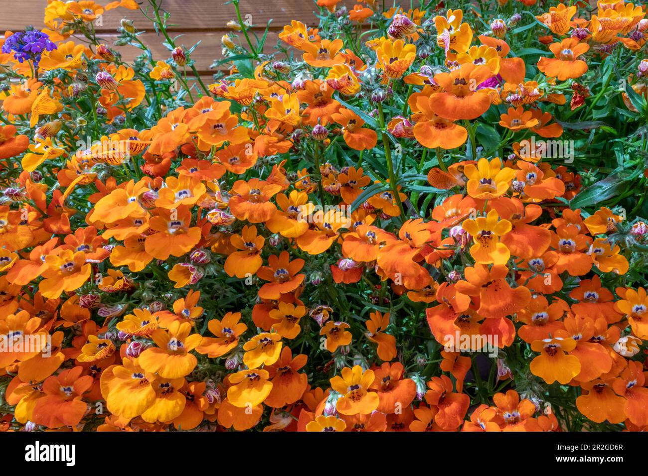 Wunderschöne Blumen im Sommer mit gesunden, bunten Blütenblättern. Orangefarbene Cape-Juwelen Nemesia strumosa Benth. Stockfoto