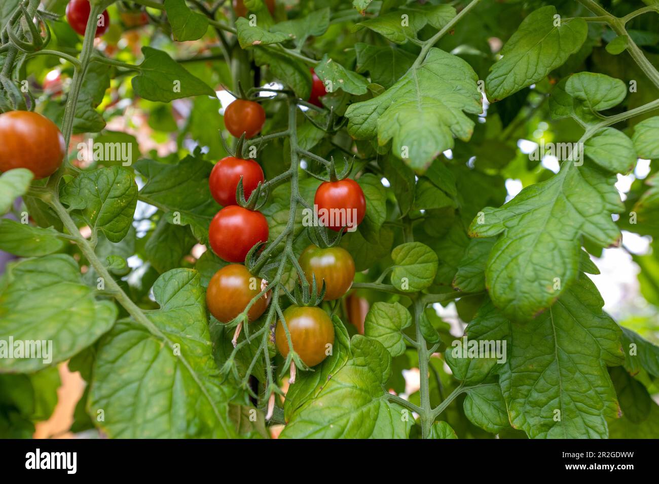 Kirschtomaten auf der Rebe, die zu verschiedenen Zeiten reifen, mit leuchtendem grieß, üppigen Blättern und roten und grünen Früchten. Stockfoto