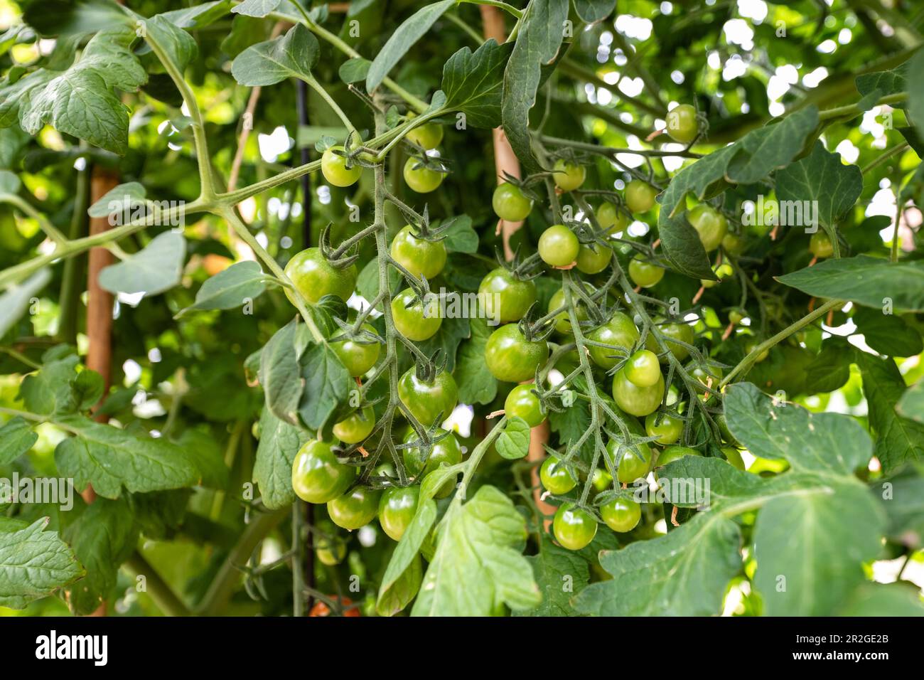 Kirschtomaten auf der Rebe, die zu verschiedenen Zeiten reifen, mit leuchtendem grieß, üppigen Blättern und roten und grünen Früchten. Stockfoto