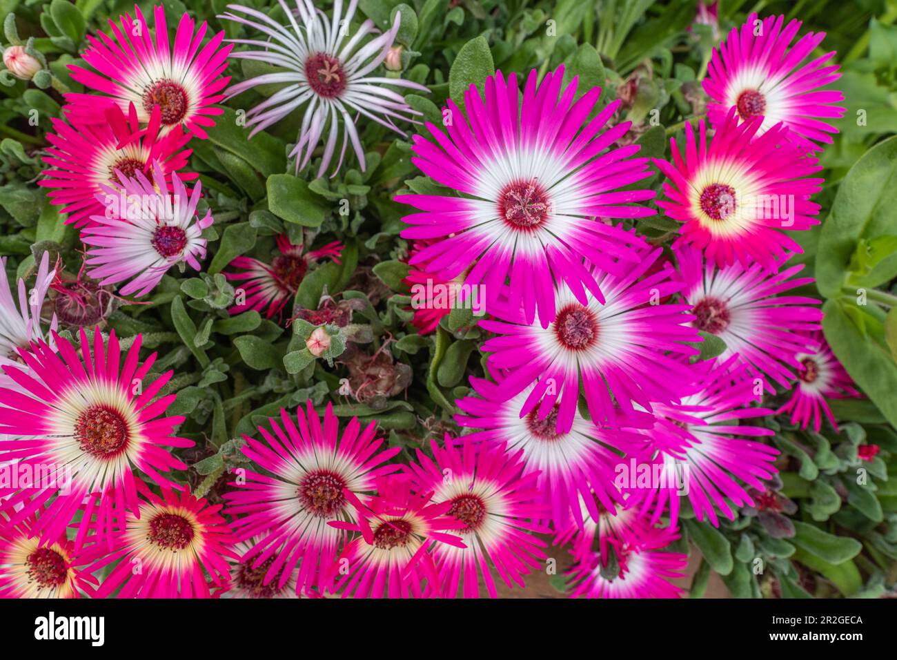 Wunderschöne Blumen im Sommer mit gesunden, bunten Blütenblättern. Leuchtendes, rosafarbenes Gänseblümchen mit tollen Farben. Stockfoto