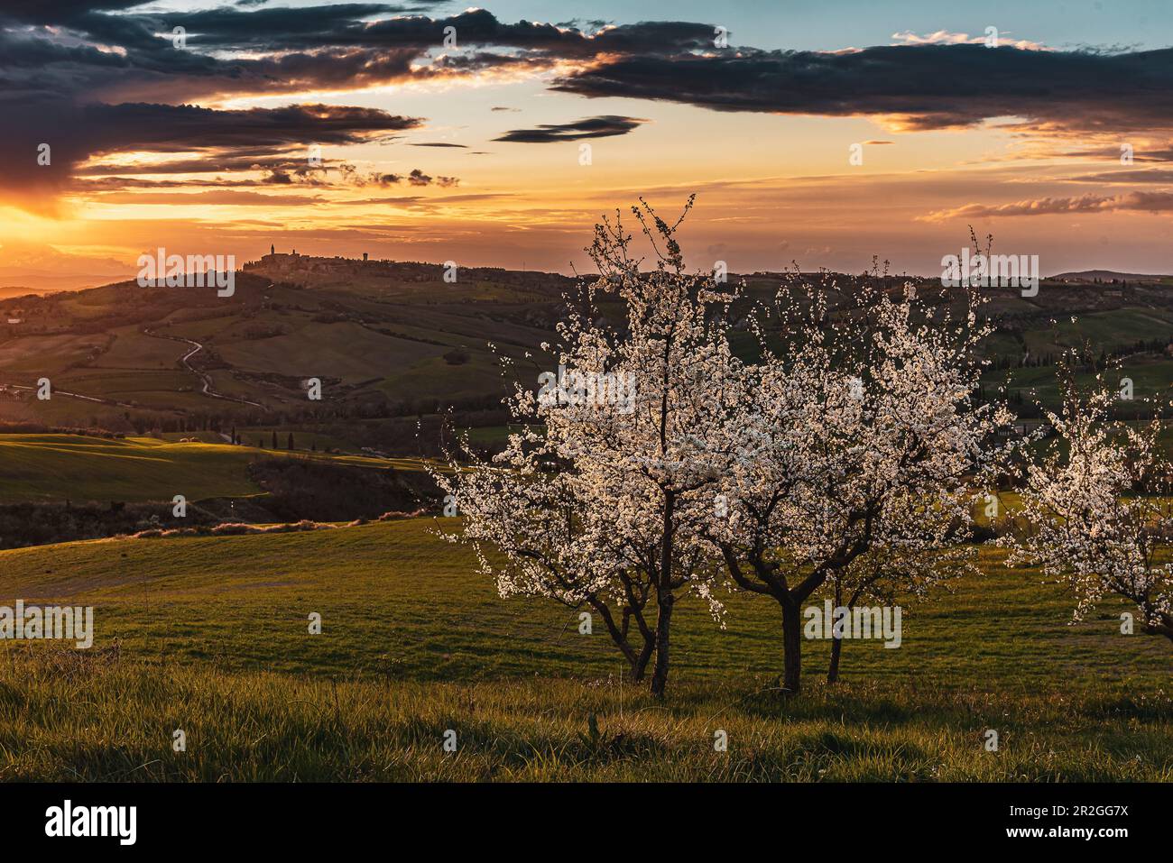 Blühender Baum vor dem Panorama von Pienza, Val d'Orcia, Provinz Siena, Toskana, Italien, UNESCO-Weltkulturerbe, Europa Stockfoto