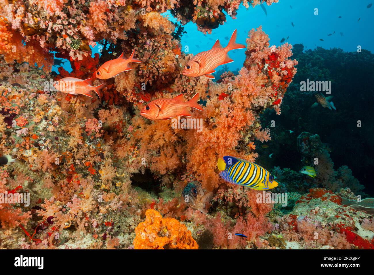 Farbenfrohes Korallenriff, Nordmännliches Atoll, Indischer Ozean, Malediven Stockfoto