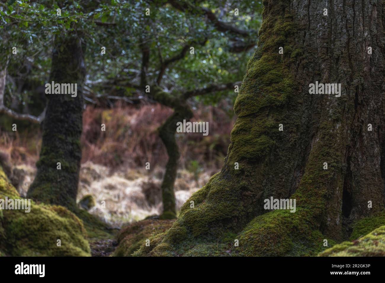 Mehrere kleine und große Bäume. Mit Moos überwuchert. Derrycunihy, Muckross, County Kerry, Irland. Stockfoto