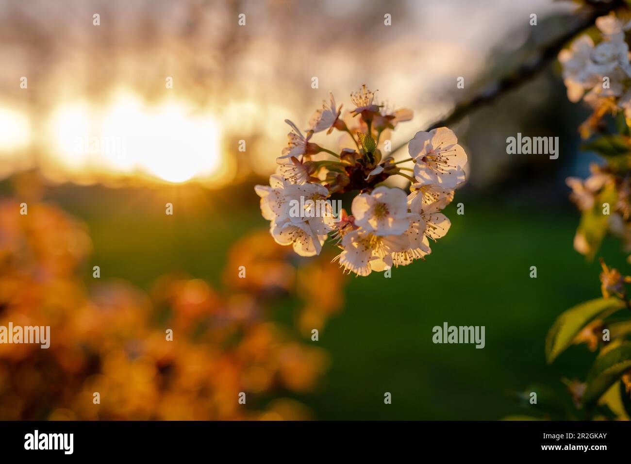 Kirschblüte im Abendlicht, Garten, Sonnenuntergang Stockfoto