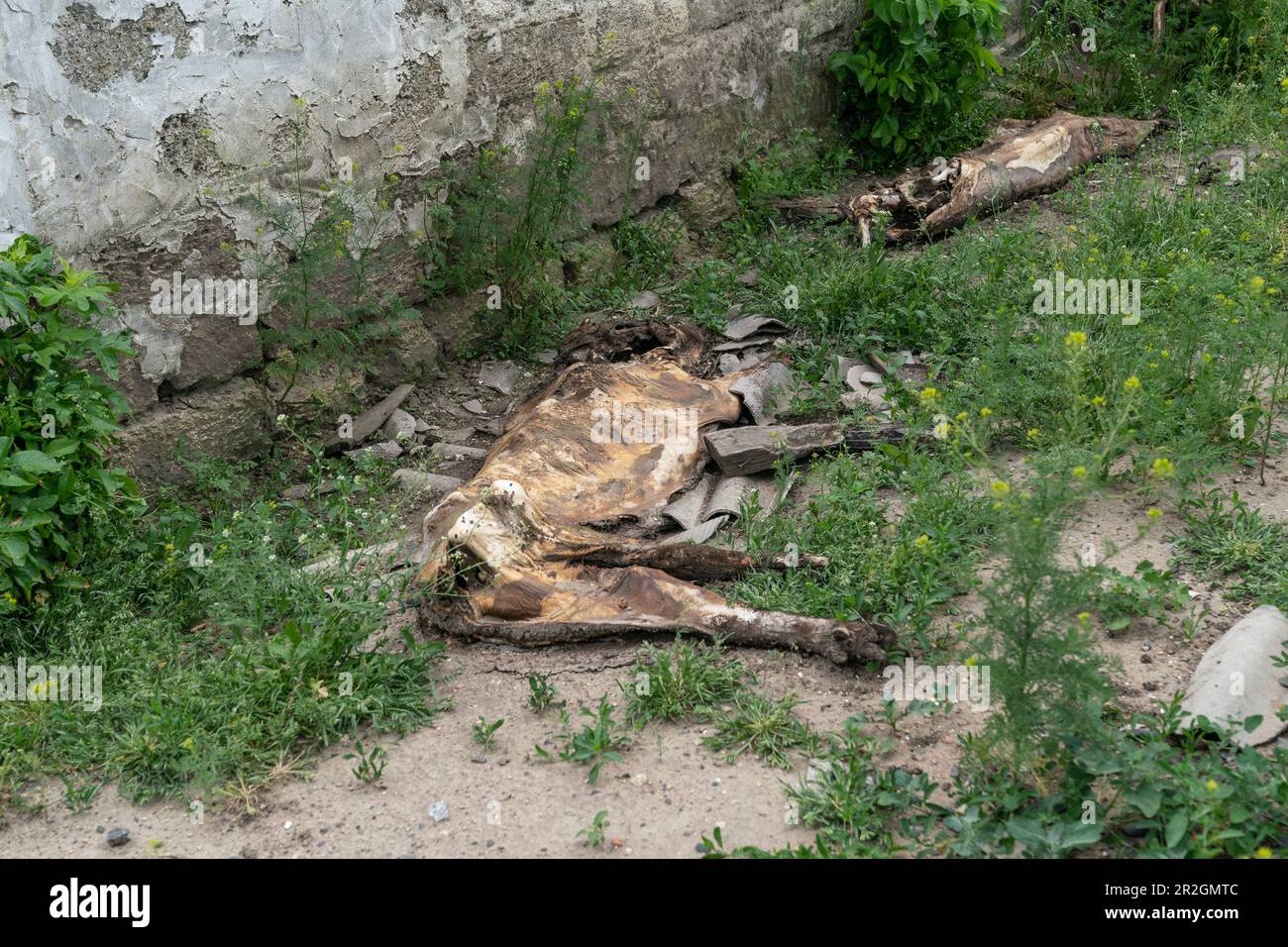 Schlachtkörper von getöteten Schweinen während der Besetzung der Farm Pershe Travnia des Dorfes Velyka Oleksandrivka der Region Kherson am 19. Mai 2023 nach der Befreiung von der russischen Invasion Stockfoto