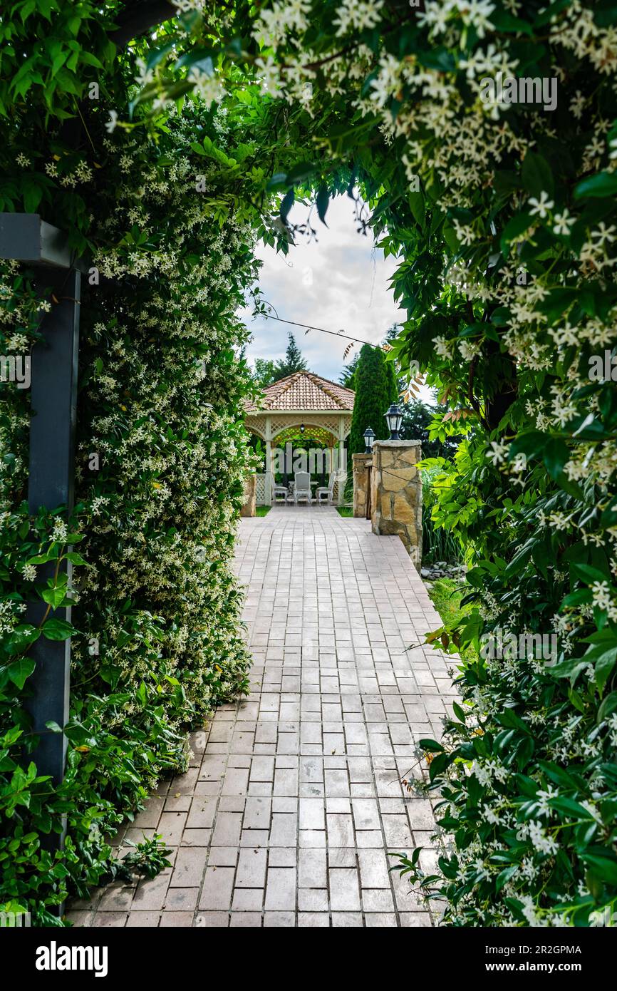 Bogengarten mit blühender Jasminpflanze am Sommertag Stockfoto