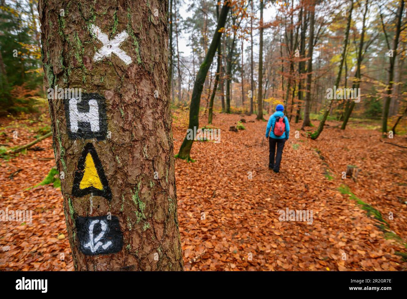 Frau wandert durch Herbstwälder, im Vordergrund Schilder Heidschnuckenweg, Heidschnuckenweg, Naturschutzgebiet Buchenwälder in Rosengarten, Ros Stockfoto