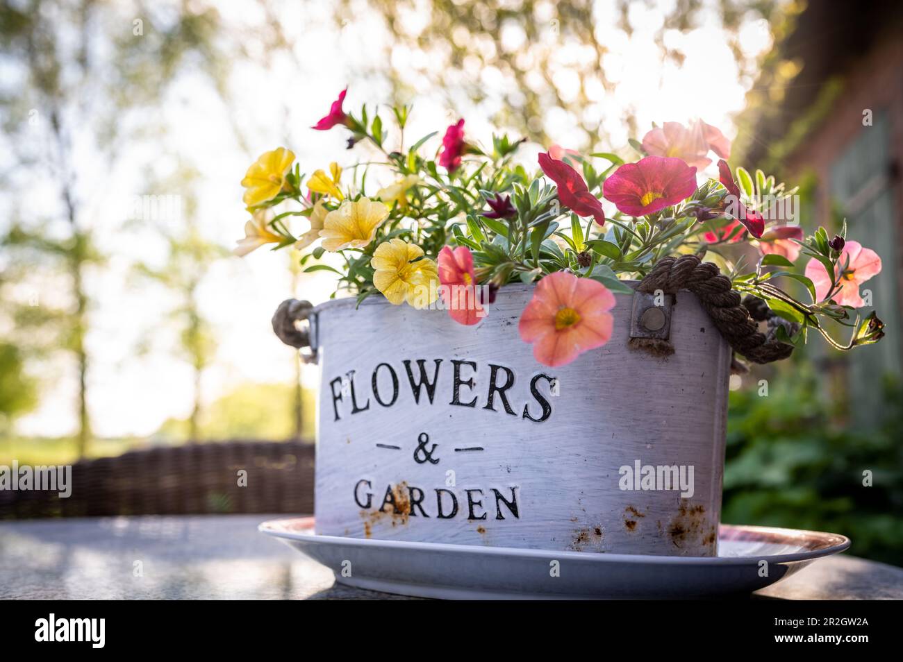Sommerblumen in einer Pflanze, Blumen, Garten, Garten, Blume Stockfoto