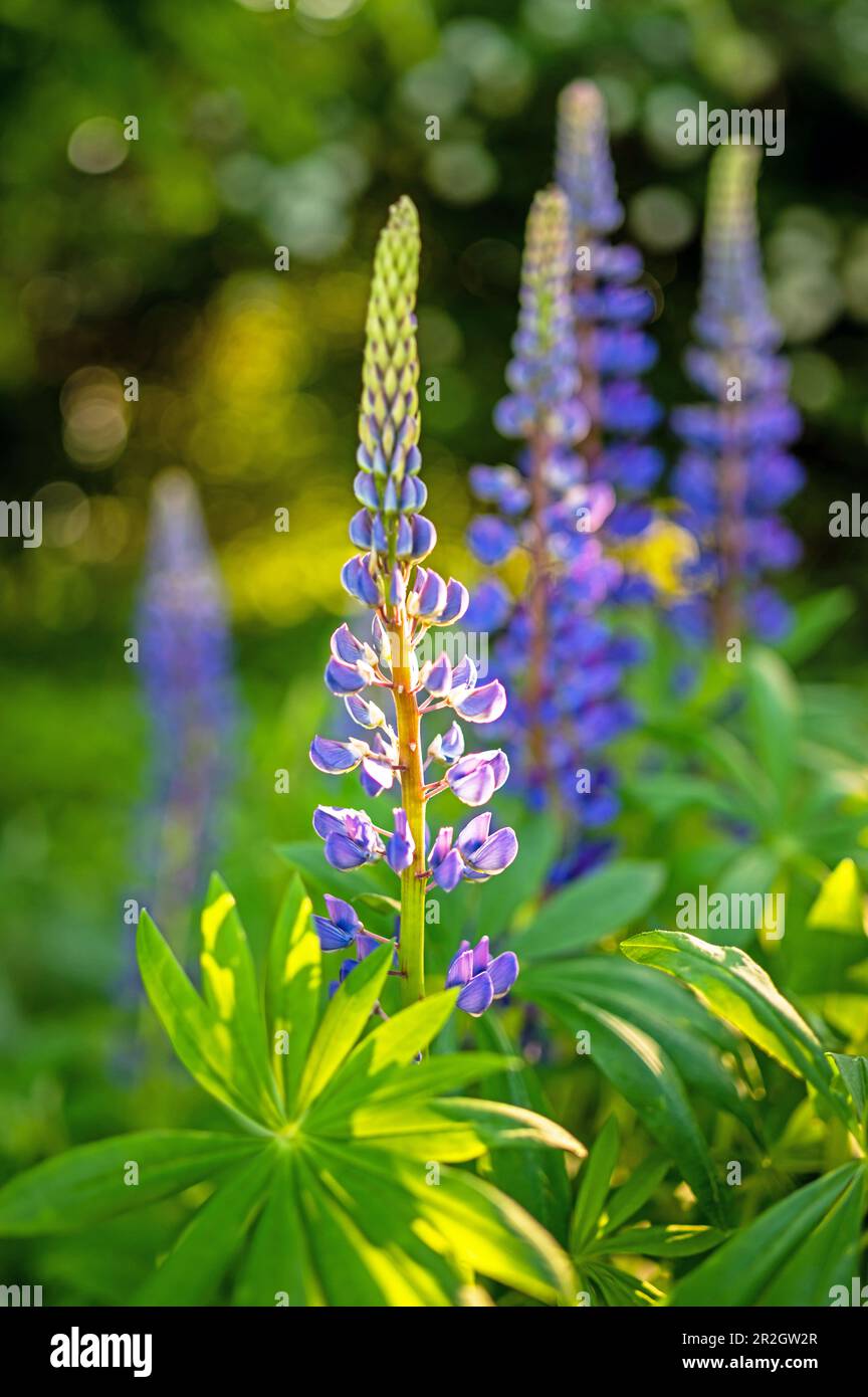 Lupinen in Lila vor grünem Hintergrund, Pflanzen, Gärten Stockfoto