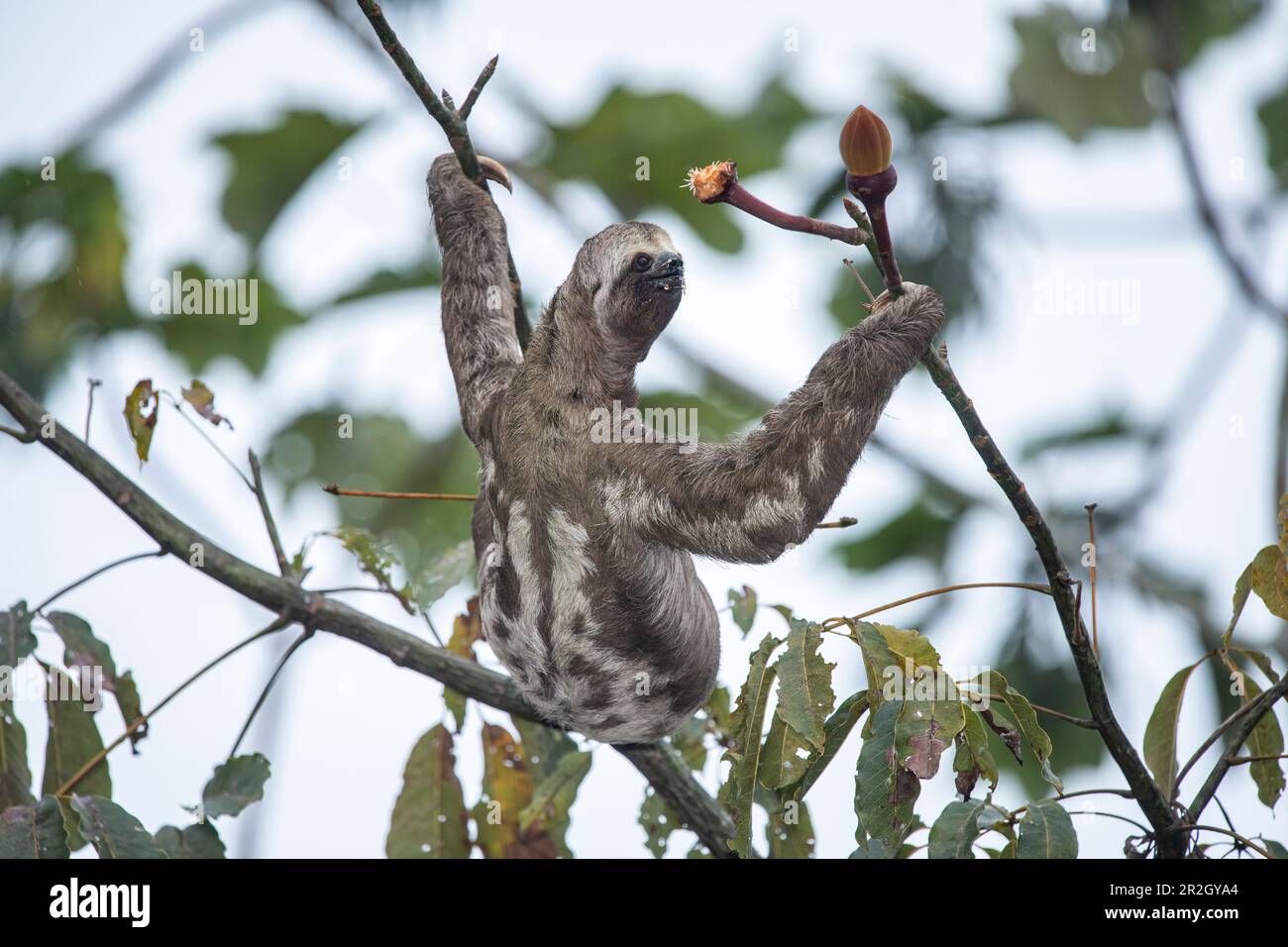 Ein braunes Dreizehenfaultier (Bradypus variegatus) hält an, während es zwei Zweige hält, nahe Manaus, Amazonas, Brasilien, Südamerika Stockfoto