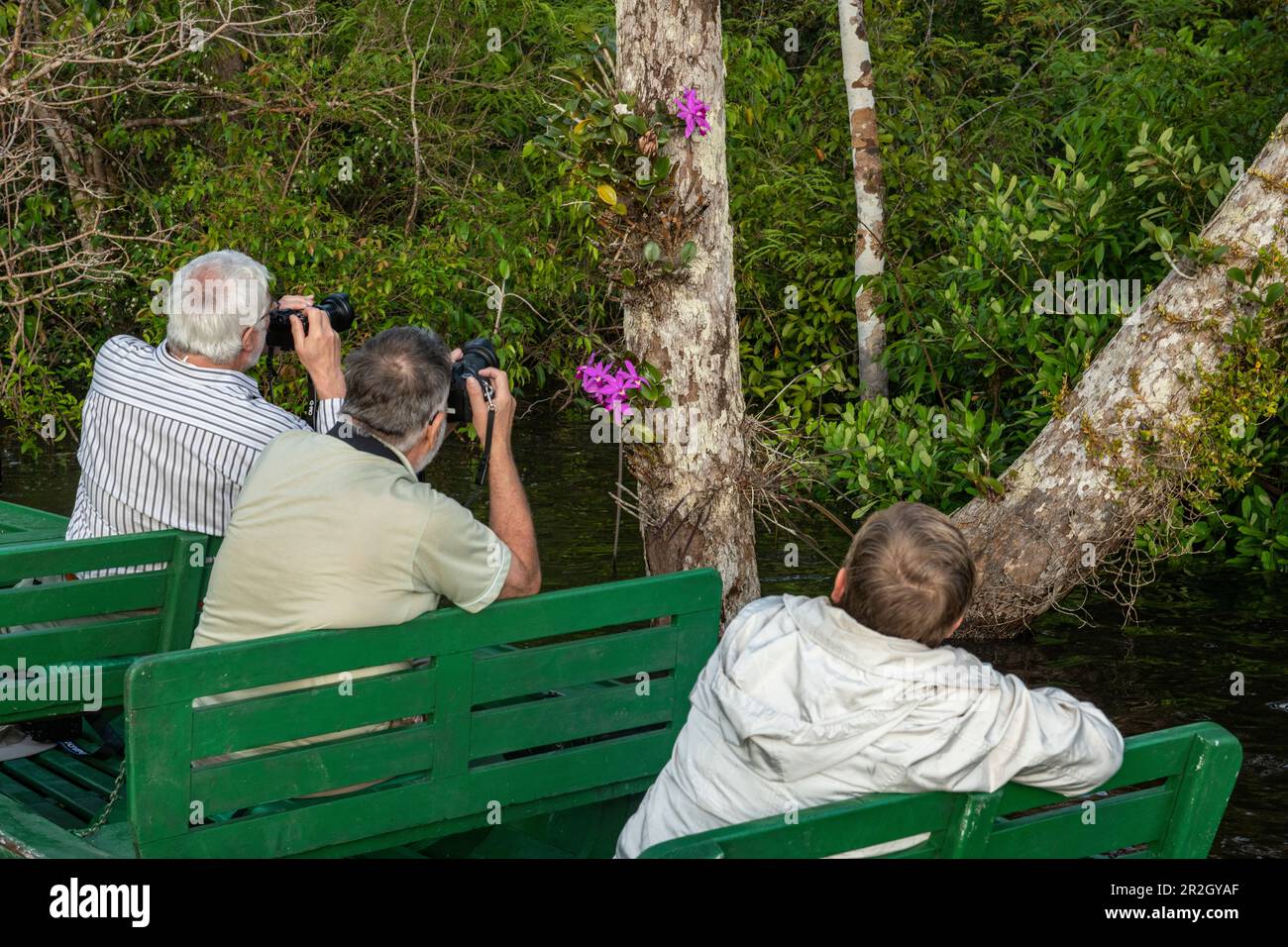 Touristen fotografieren in einem hölzernen Pirogenkanu Brasiliens nationale Orchidee, eine Cattleya labiata, in der Nähe von Manaus, Amazonas, Brasilien, Südamerika Stockfoto