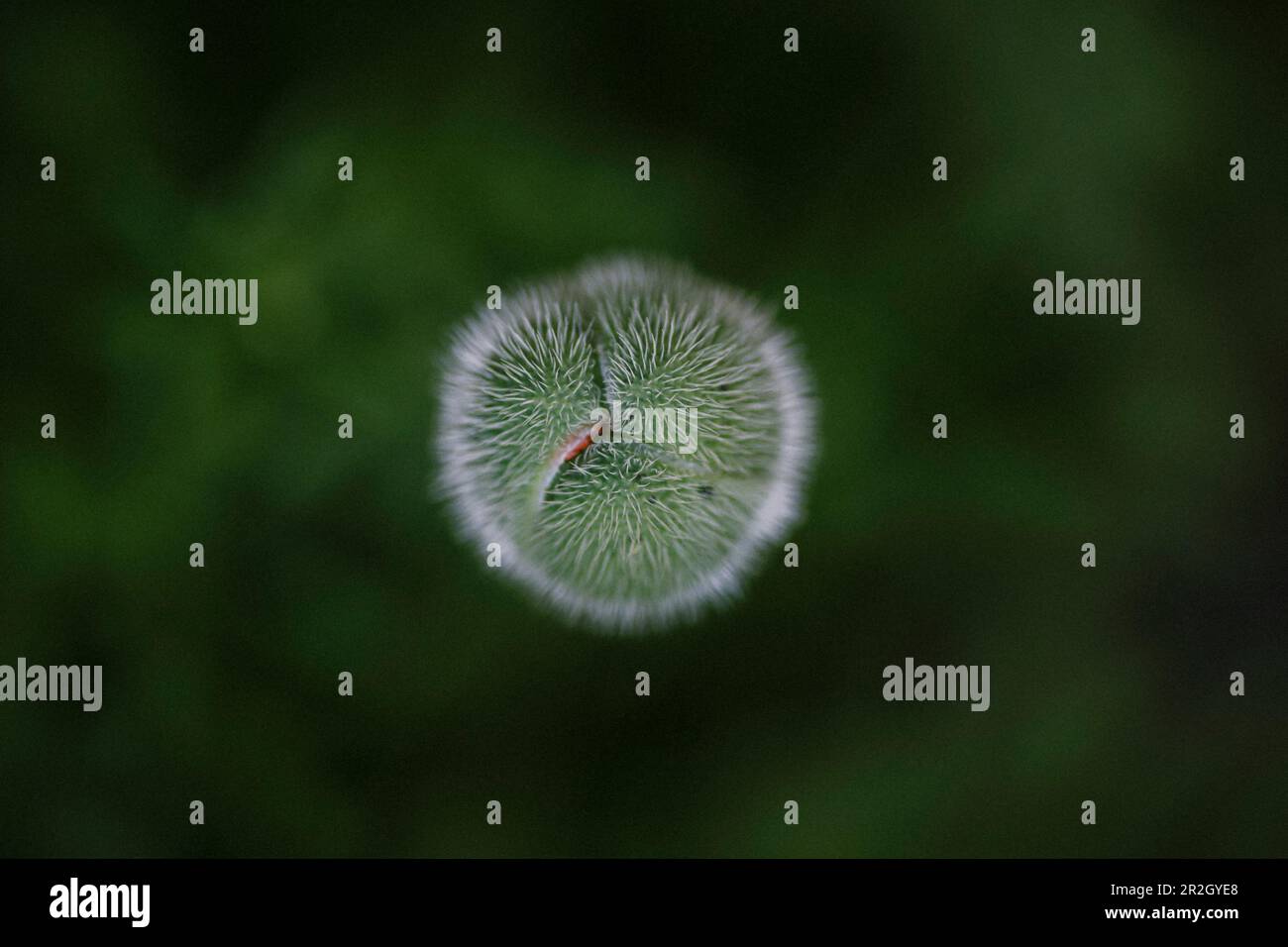 Türkischer Mohn, geschlossene Blume, Draufsicht Stockfoto