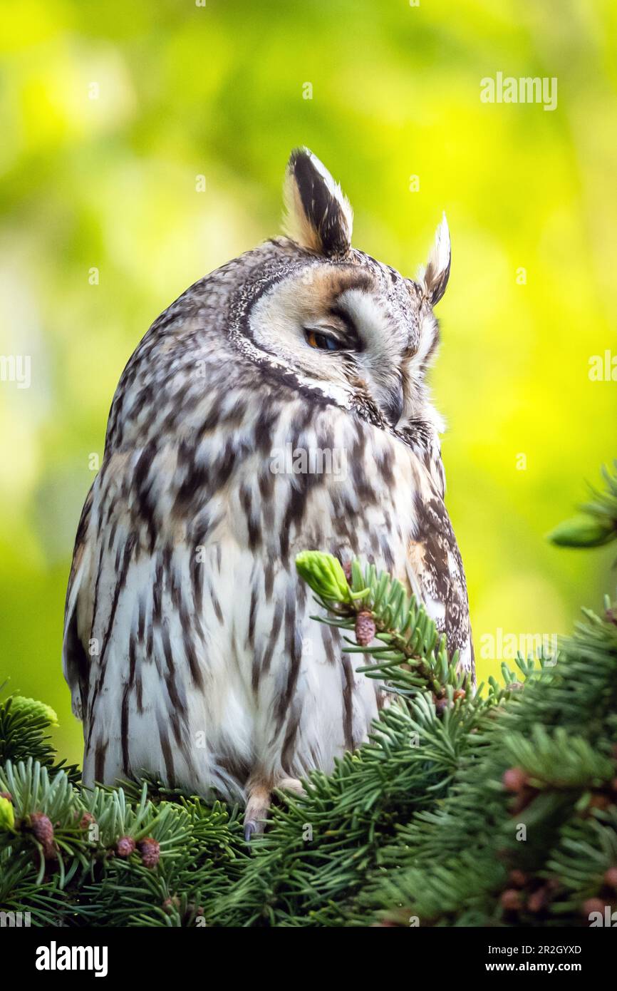 Langohrige Eule, Porträt, Vogel, Tiere, Stockfoto