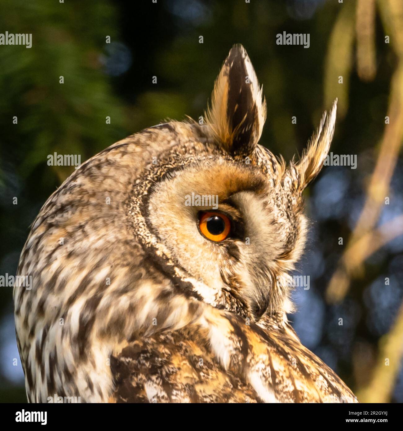 Langohrige Eule, Porträt, Vogel, Tiere, Stockfoto