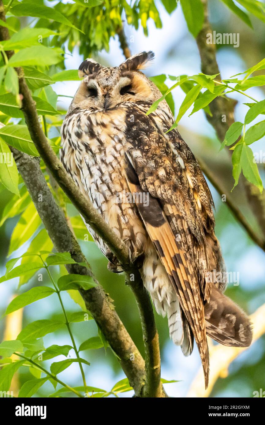 Langohrige Eule, Porträt, Vogel, Tiere, Stockfoto