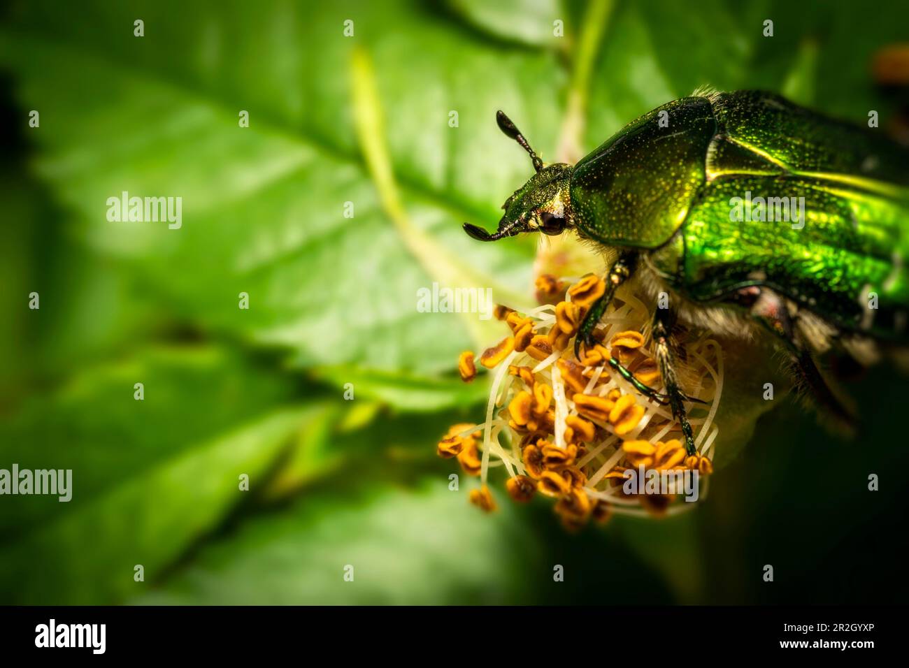 Goldene Rosenscheuern im Garten im Frühling, Bayern Stockfoto