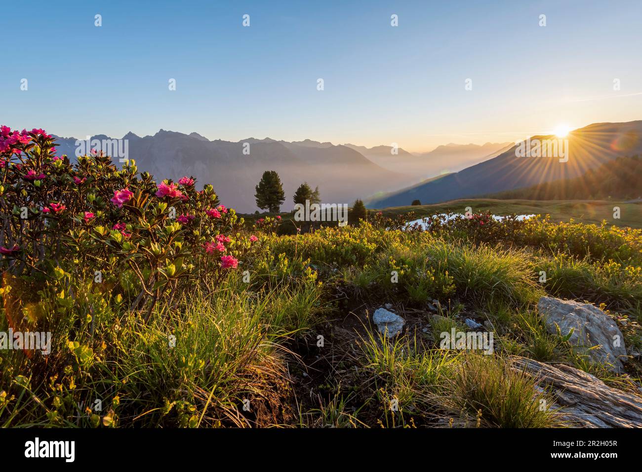 Sonnenaufgang in den Alpen, blühende Alpenrosen, Krahberg, Mount Venet, liegt auf dem E5 europäischen Langstreckenwanderweg, Zams, Tirol, Österreich Stockfoto