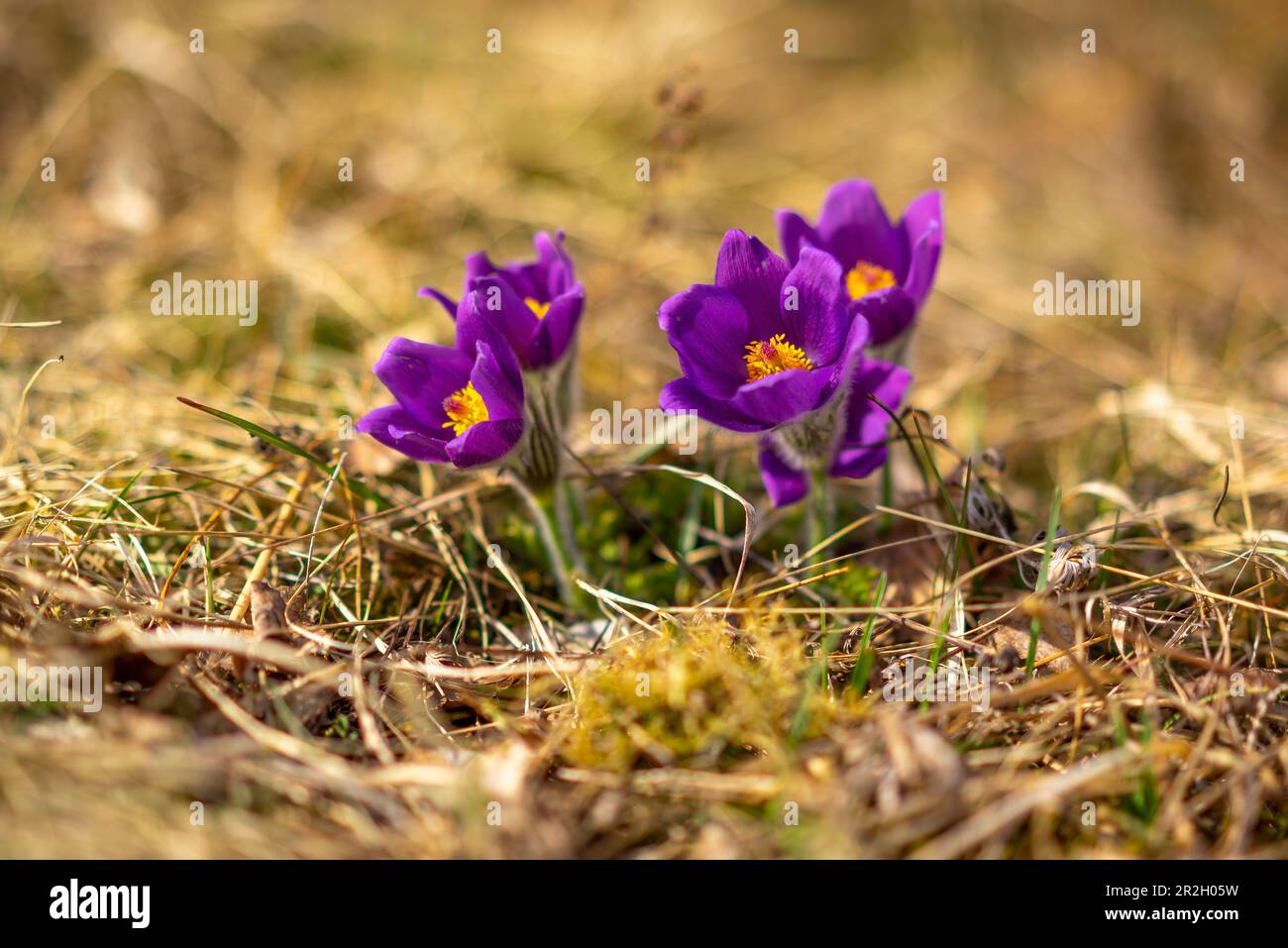 Bunte Kuhglocken im Frühlingslicht, Kallmünz, Bayern, Deutschland, Europa Stockfoto