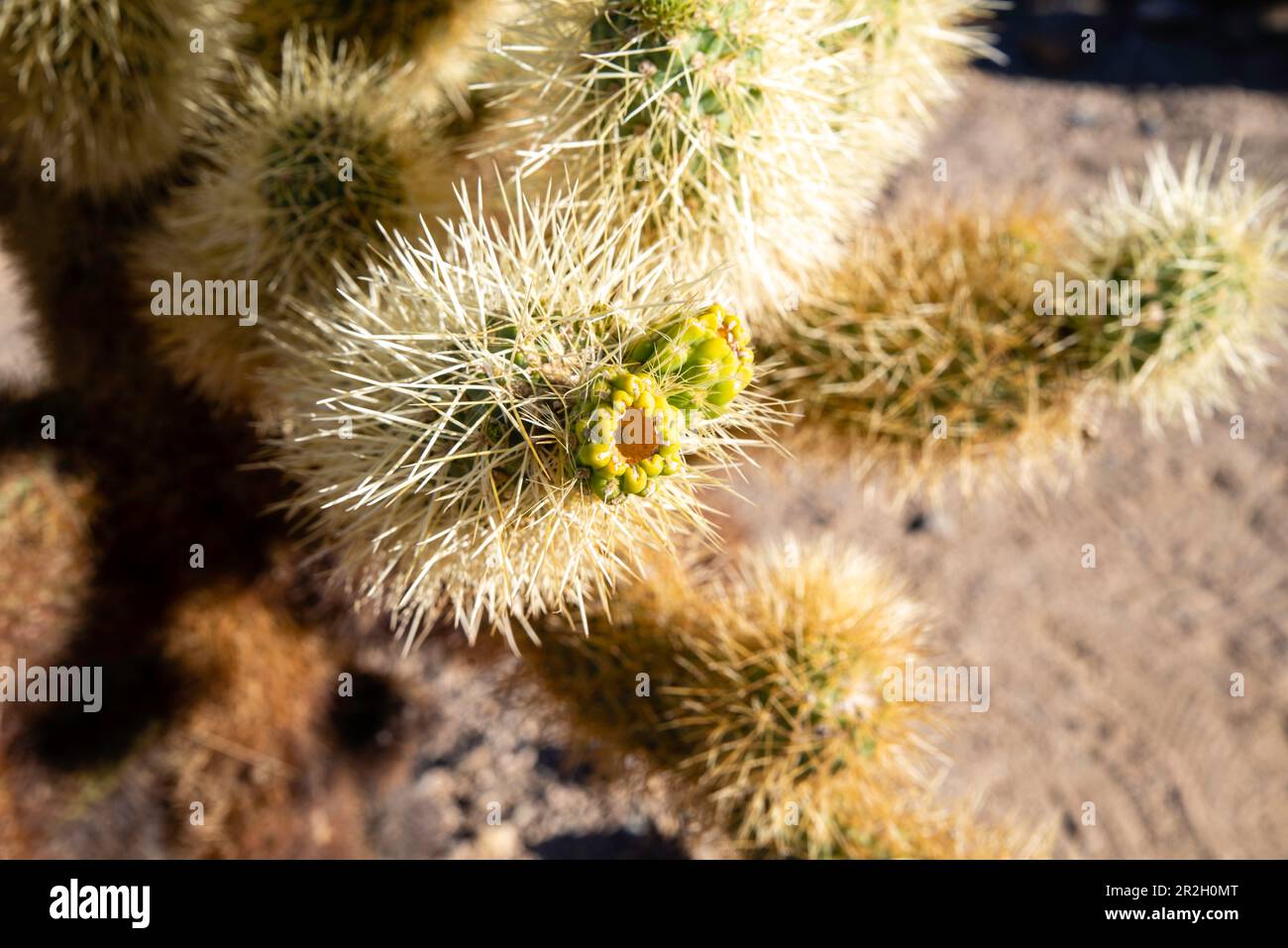 Teddybär Cholla (Cylindropuntia bigelovii). Cholla Cactus Garden. Pinto Basin, Joshua Tree National Park, Kalifornien, USA an einem wunderschönen Frühlingstag. Stockfoto