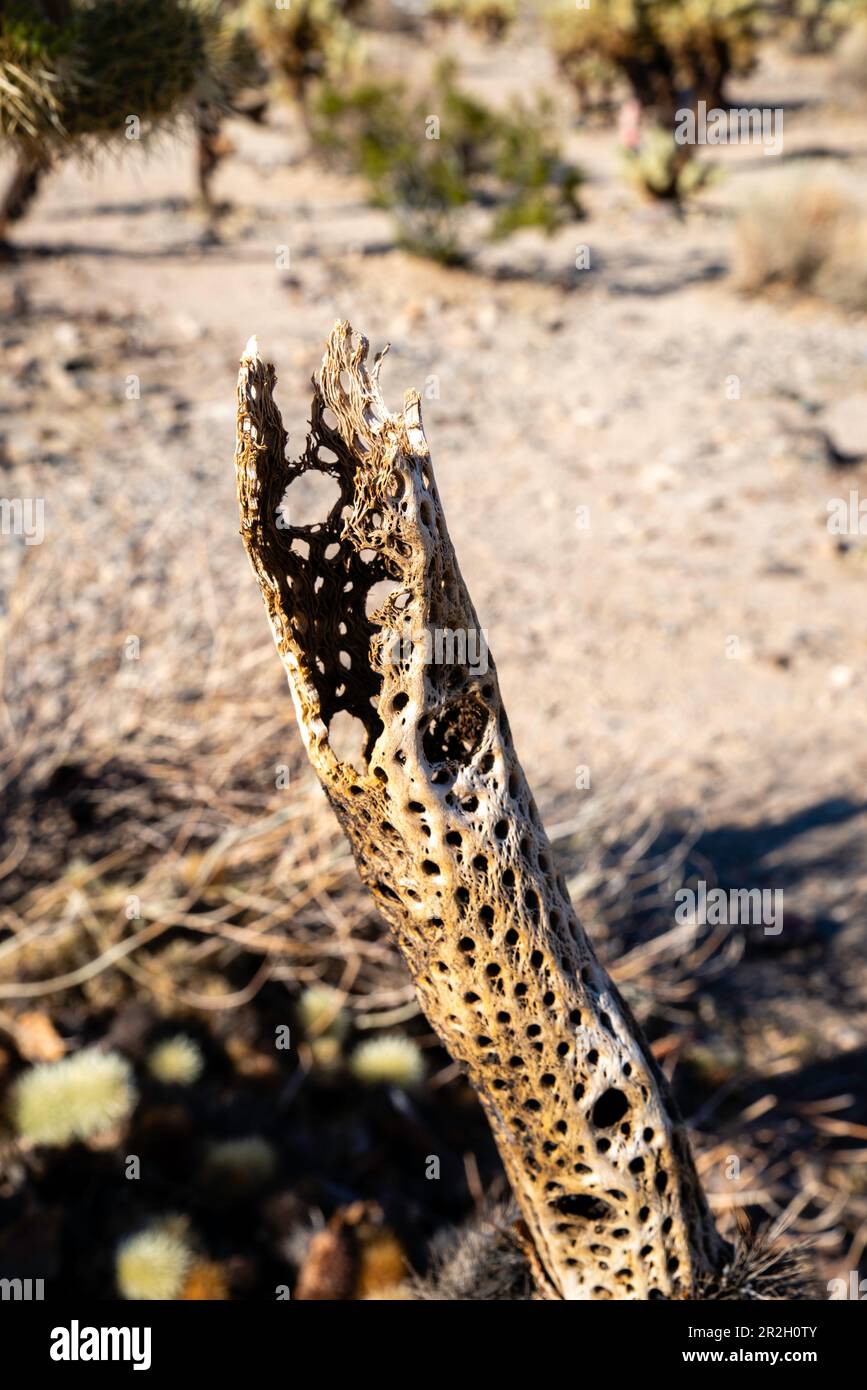 "Skelett" von Teddybär Cholla (Cylindropuntia bigelovii). Cholla Cactus Garden. Pinto Basin, Joshua Tree National Park, Kalifornien, USA auf einer wunderschönen Insel Stockfoto