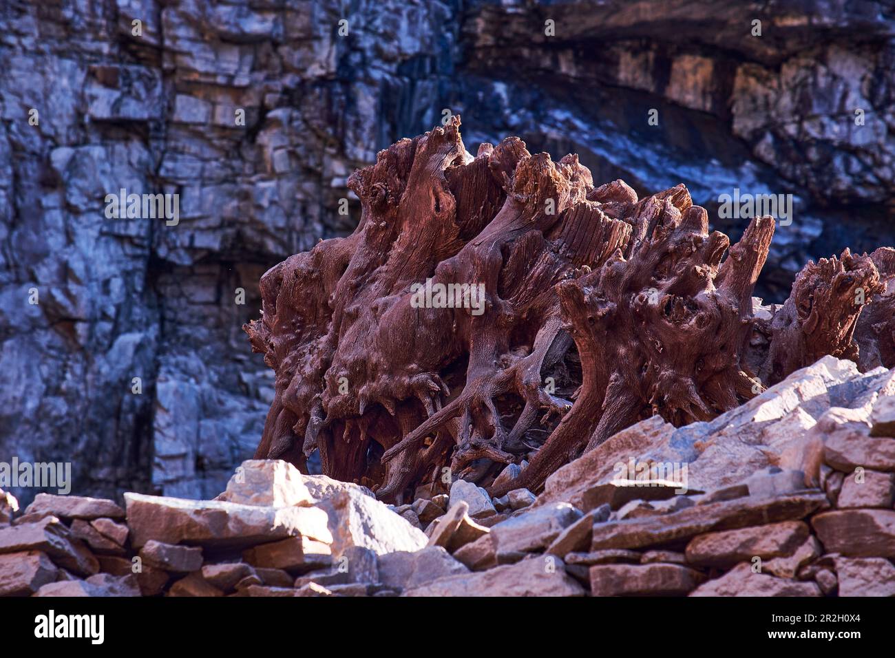 Wurzel in Lago di Vogorno, Valle Verzasca, Tessin, Schweiz Stockfoto
