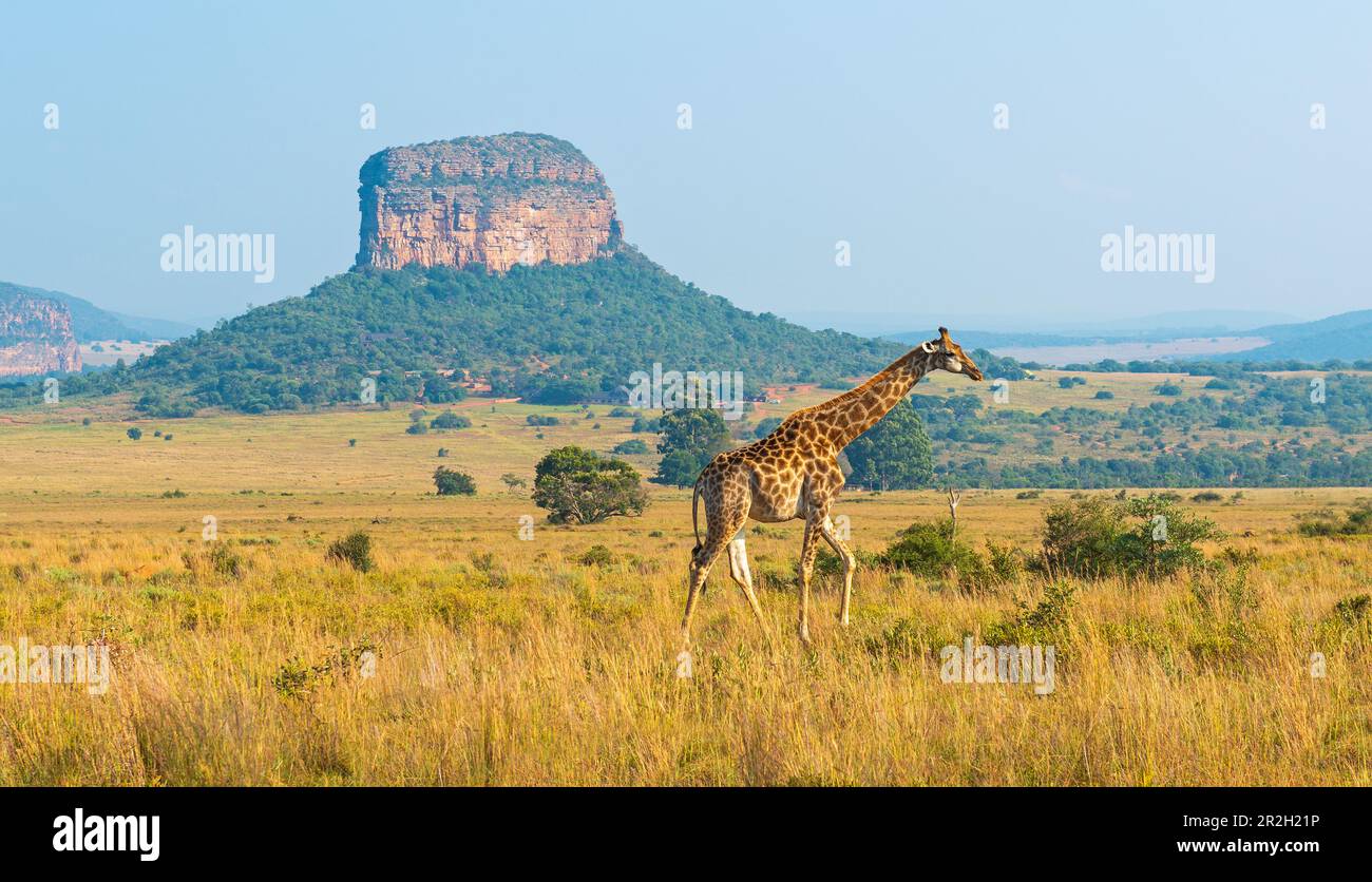 Giraffen (Giraffa Camelopardalis) Panorama in afrikanischer Savanne mit geologischer Formation butte, Entabeni Safari Reserve, Provinz Limpopo, Südafrika Stockfoto
