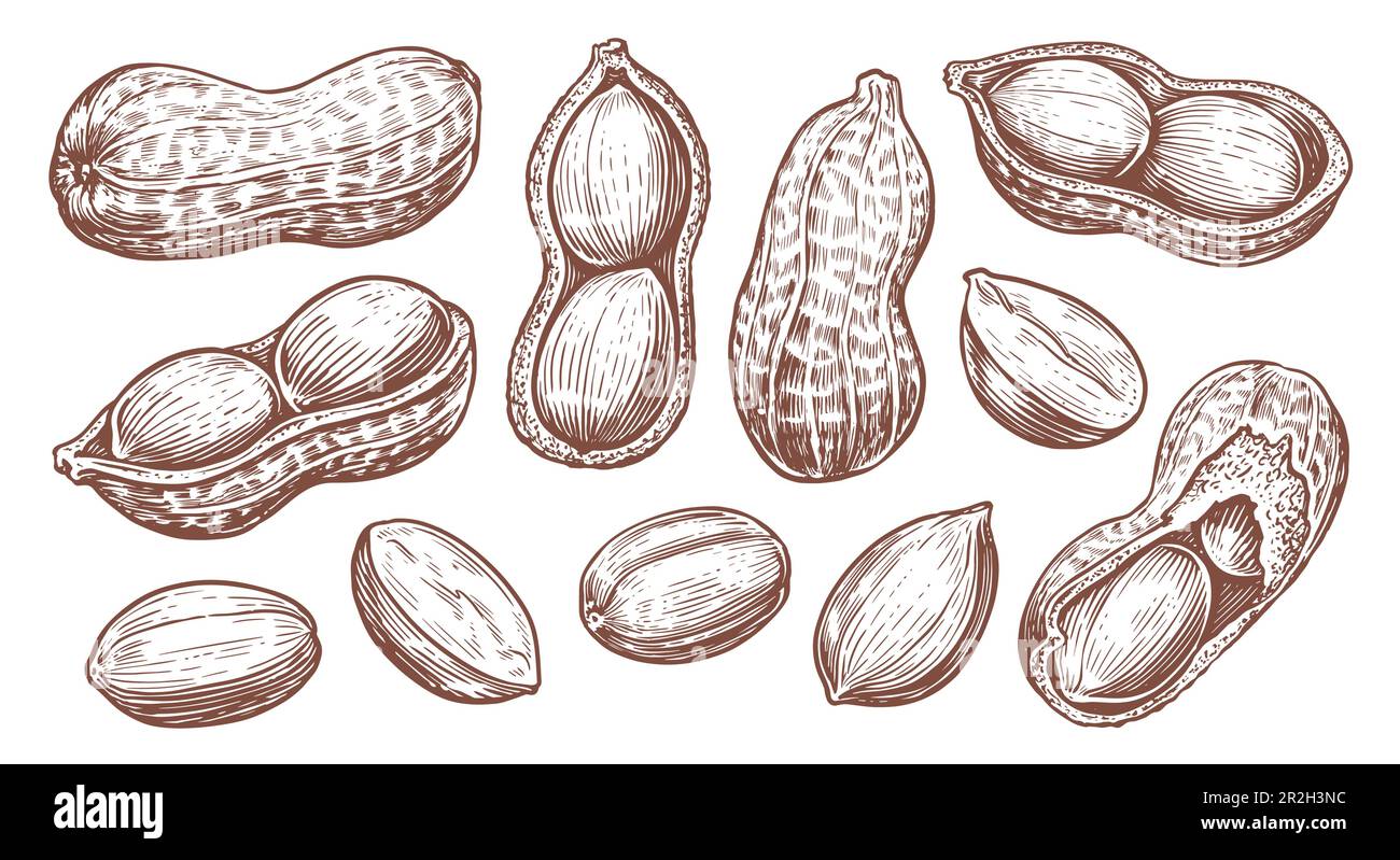 Erdnussset isoliert. Vektordarstellung der Erdnussskizze. Handgezeichnete Nüsse im Vintage-Stil Stock Vektor
