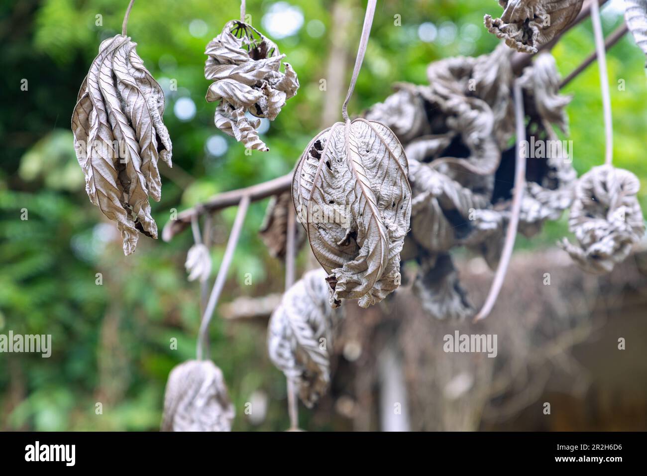 Getrocknete Blätter des Brotfruchtbaums als skurrile Skulpturen auf der Insel Príncipe in Westafrika Stockfoto