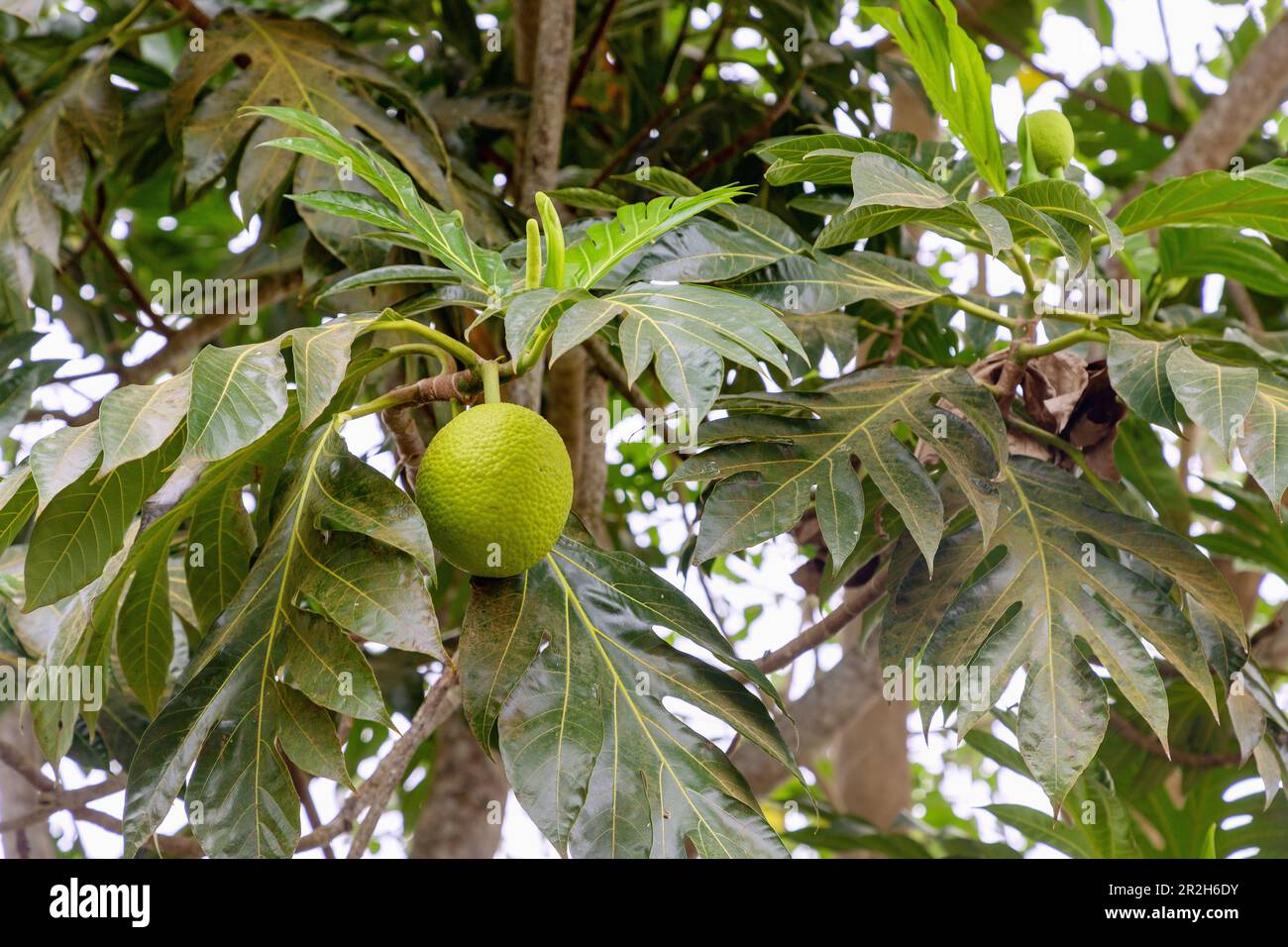 Brotfruchtbaum mit Brotfrucht und männlichen Blüten auf der Insel Príncipe in Westafrika Stockfoto