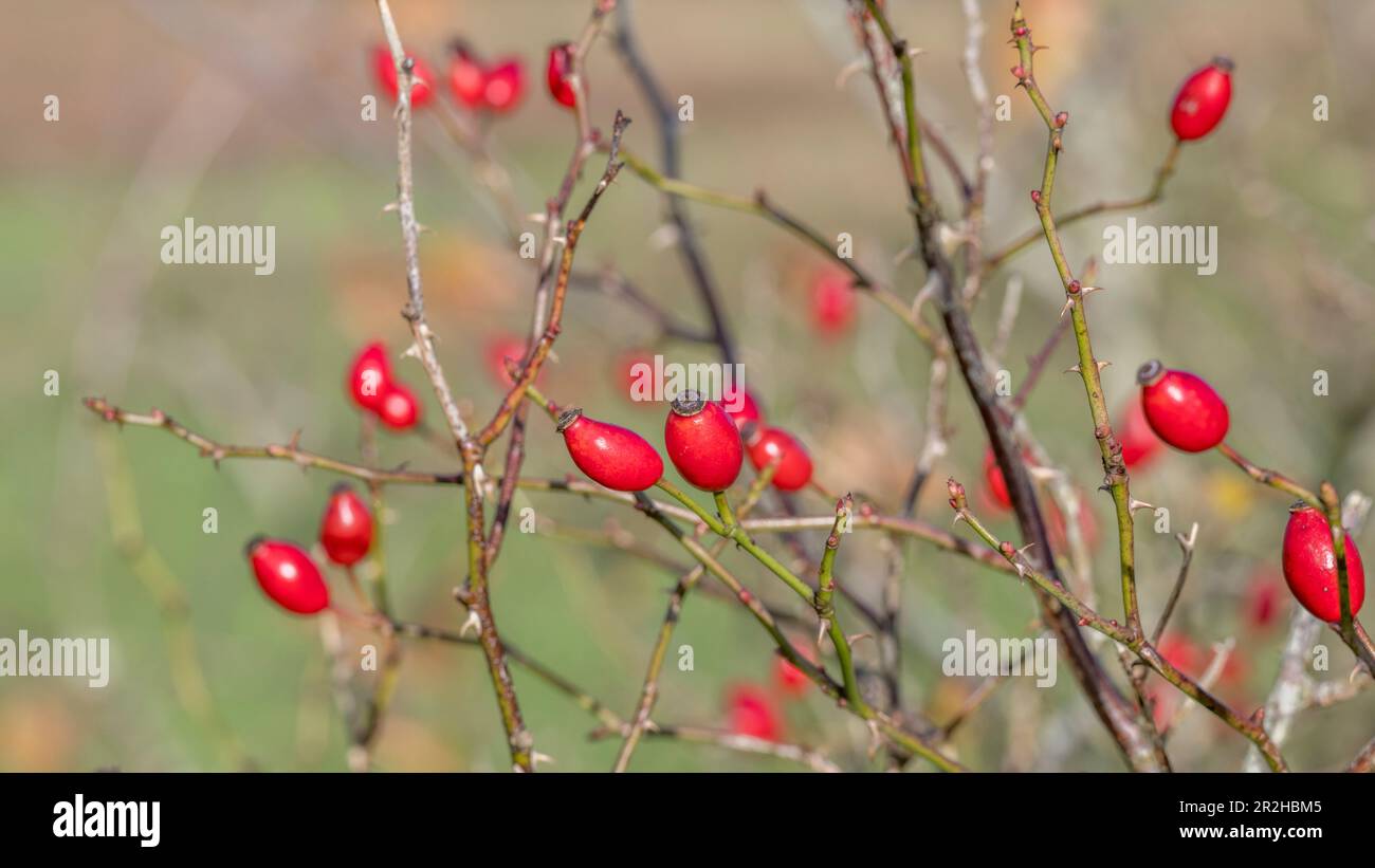 Leuchtend orangerote Hagebutten des Hundes Rose/Rosa Canina in Cornwall Hecke im Sonnenschein. Hagebutten & Werk in pflanzliche Heilmittel & Hagebutte Sirup verwendet. Stockfoto