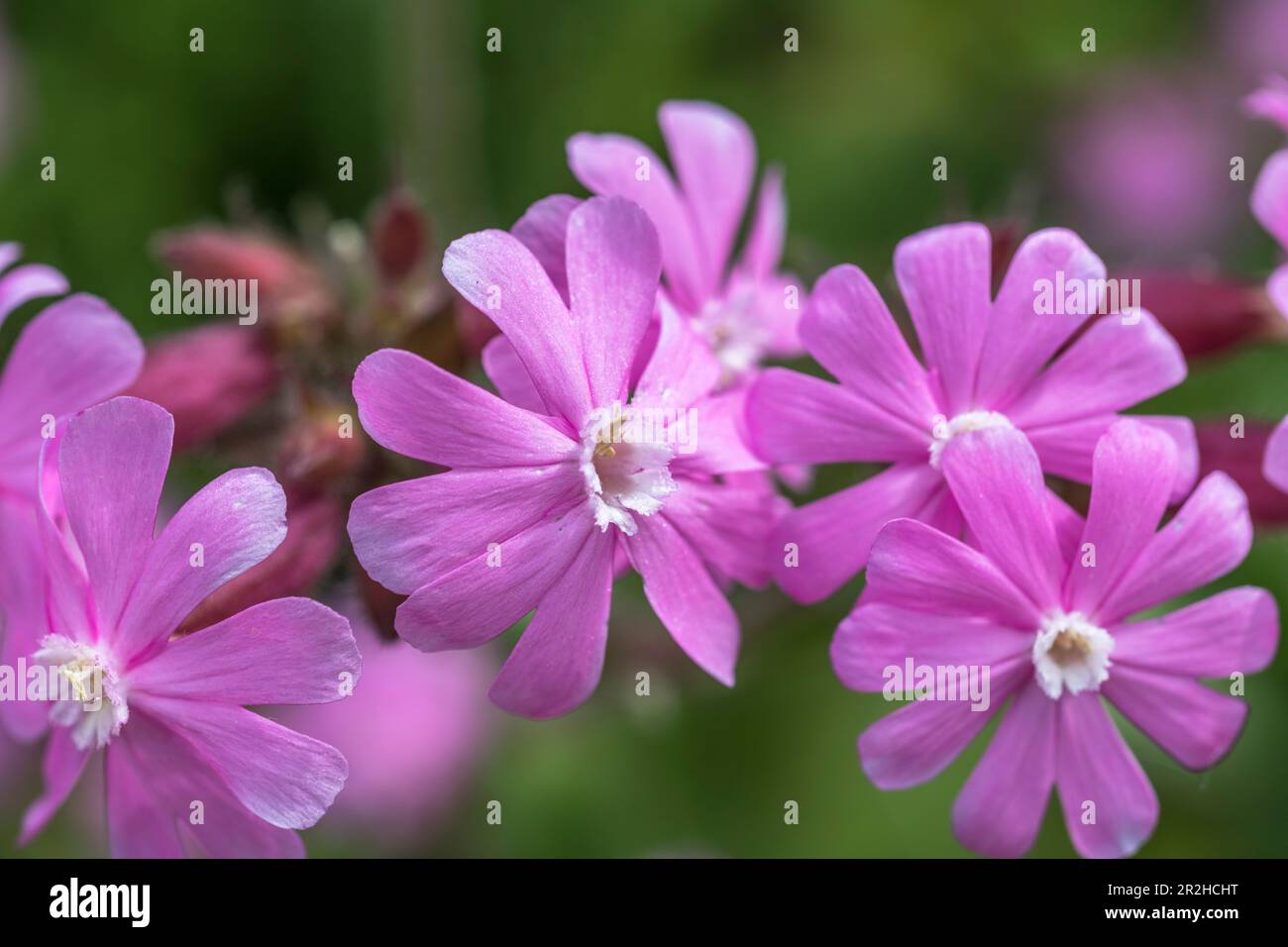 Nahaufnahme der rosa Blumengruppe von Red Campion/Silene dioica. Früher als Heilpflanze für Volksheilmittel und Heilmittel verwendet. Stockfoto
