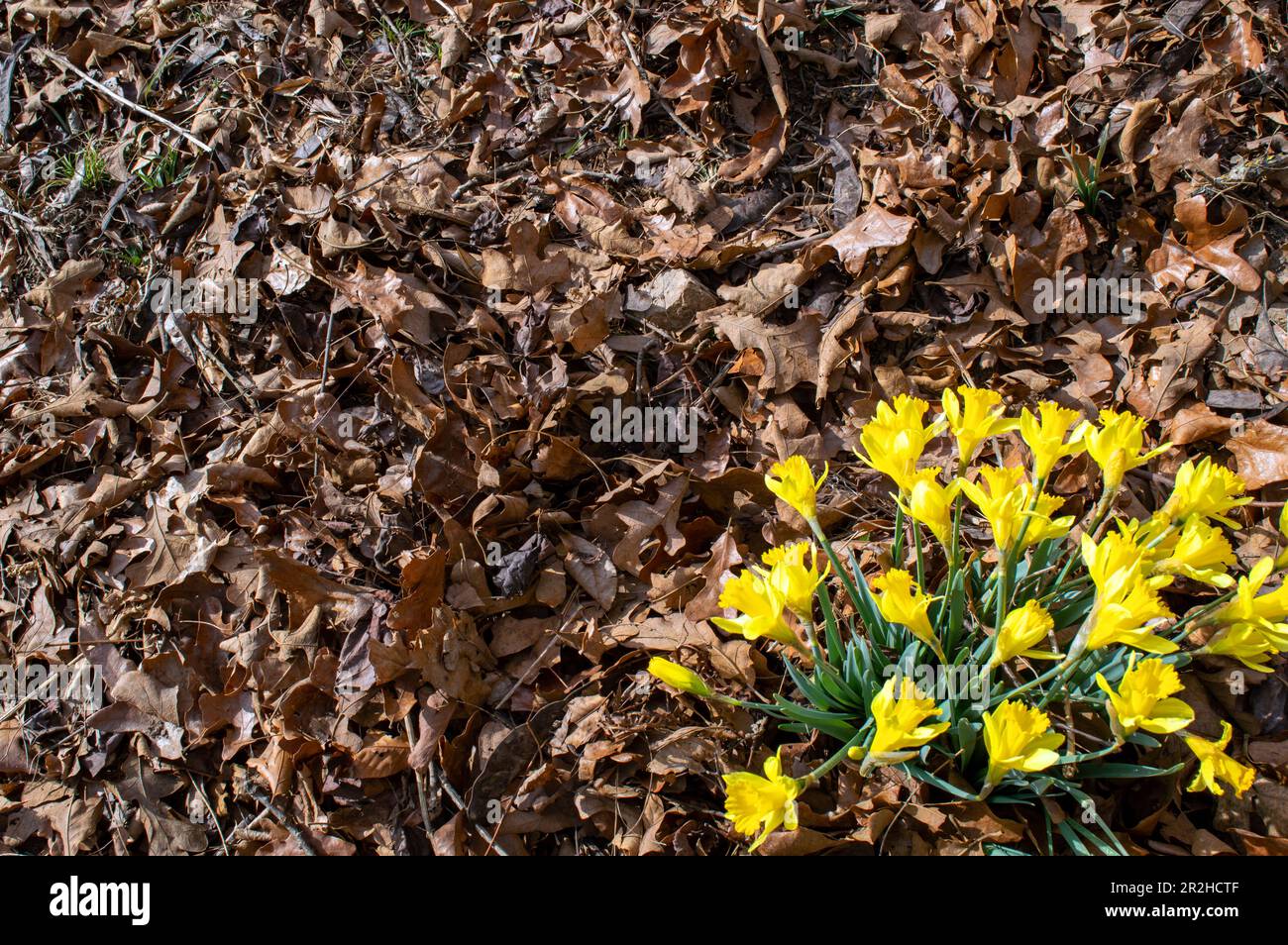 Die trockenen, kaltbraunen Blätter sind durch hübsche gelbe Jonquils gesprungen, was darauf hinweist, dass der Frühling in Missouri eingetroffen ist. Bokeh. Stockfoto
