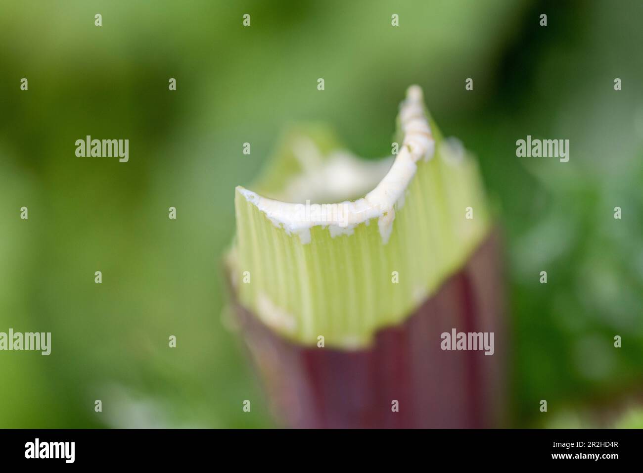 Milchiger latexsaft, der aus einem gebrochenen Stiel oder Stiel von Prickly Sau-Distel/Sonchus-Asche in einer Hecke austritt. Für pflanzensaft, Pflanzenphysiologie. Stockfoto