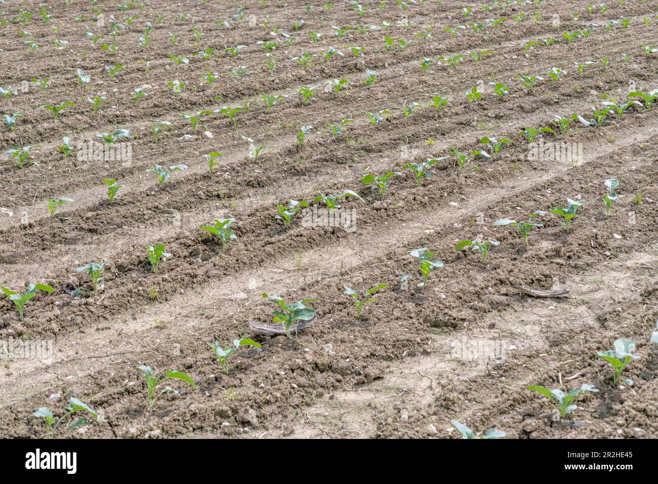 Frühes Wachstum der (derzeit nicht identifizierten) Brassicas-Ernte, die in sonnigen Felgen in Cornwall angebaut wird. Für Landwirtschaft und Landwirtschaft im Vereinigten Königreich, kommerzielle Gemüsepflanzen Stockfoto