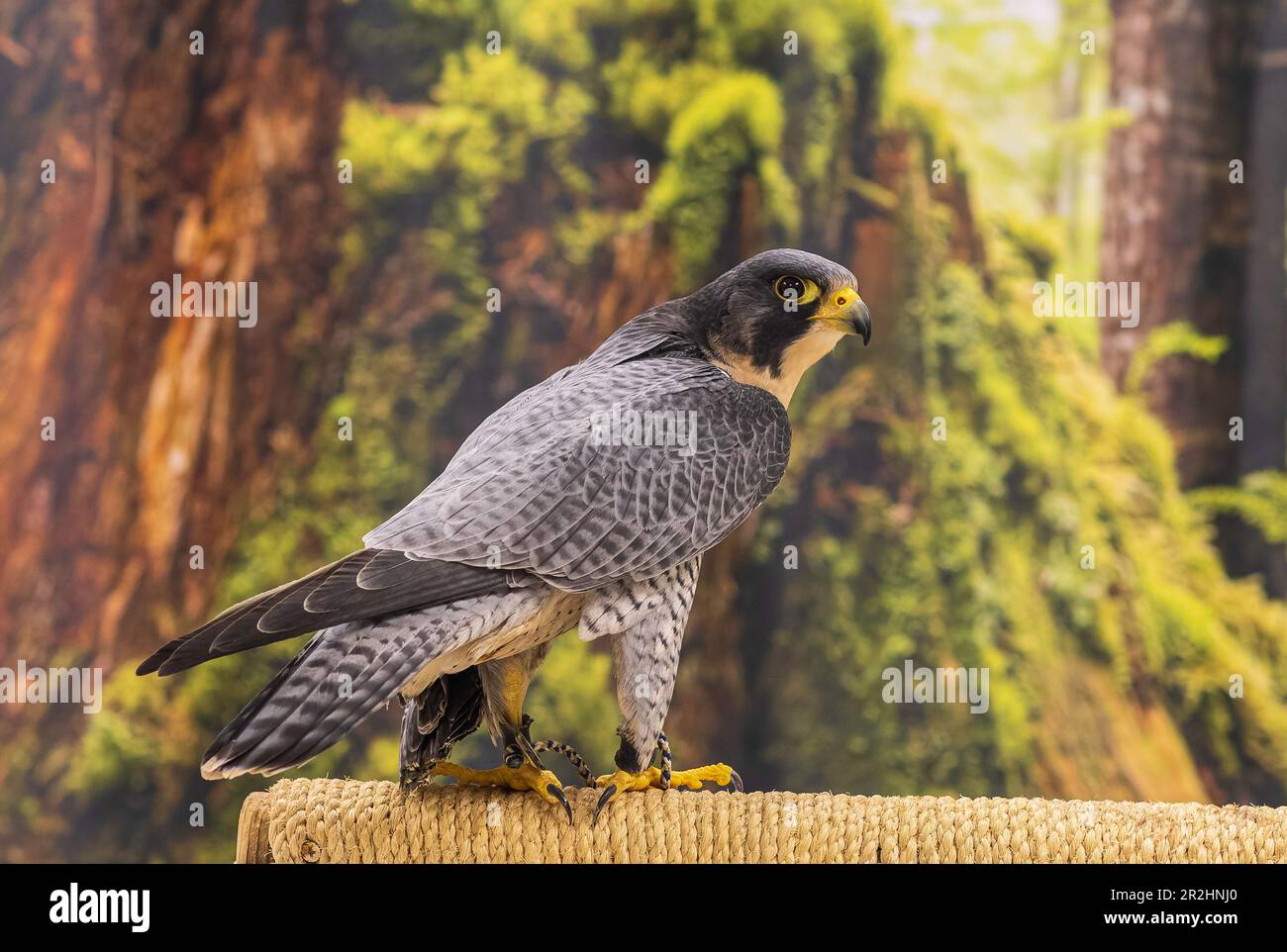 Wanderfalke im Rehabilitationszentrum Sitka, Alaska Stockfoto