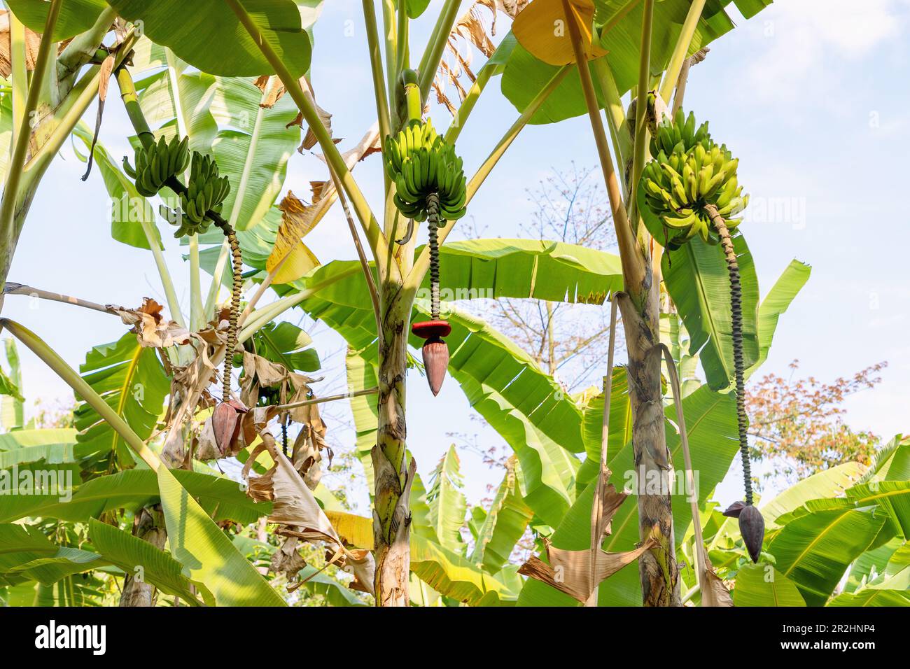 Mehlbananen mit Blumen und Obstbäumen auf der Insel São Tomé in Westafrika Stockfoto