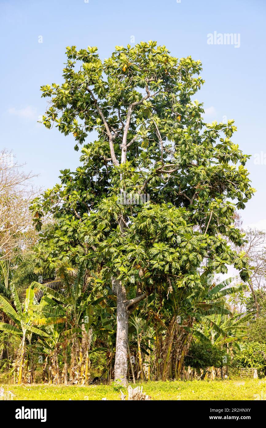 Brotfruchtbaum; Artocarpus altilis, neben Bananenpflanzen auf der Insel São Tomé in Westafrika Stockfoto