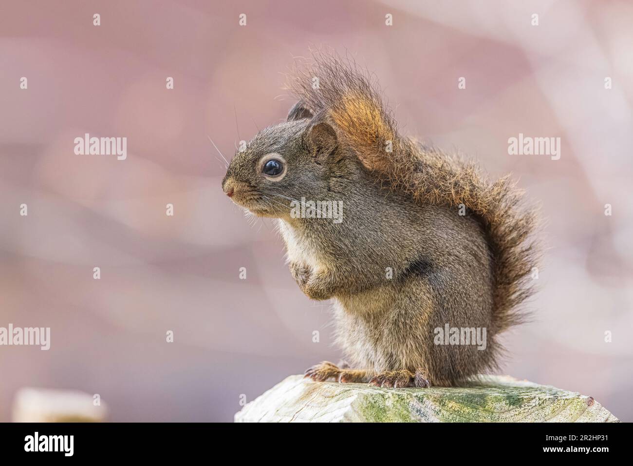 Ein amerikanisches Eichhörnchen in Alaska Stockfoto