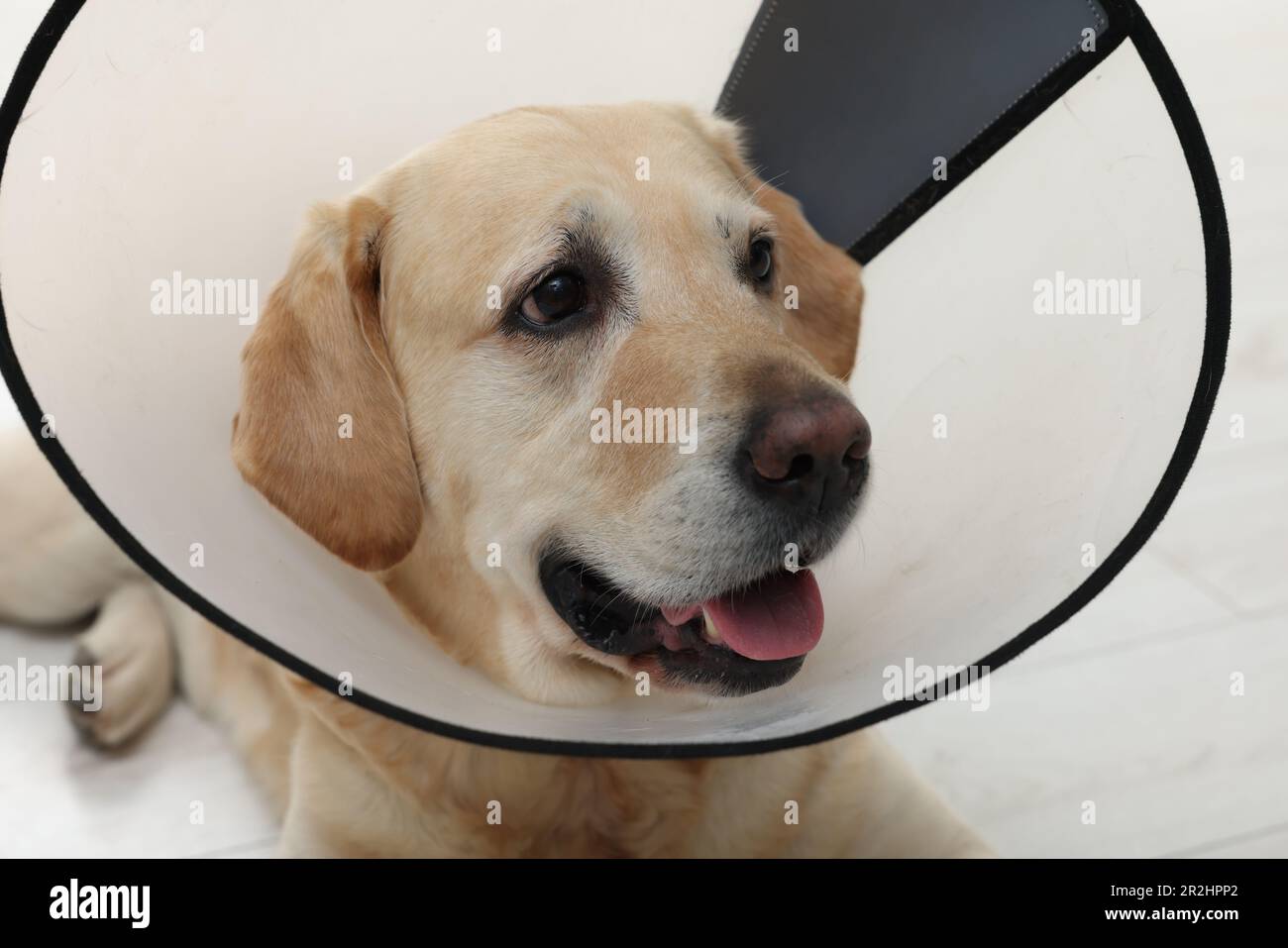 Traurige Labrador-Retriever mit schützendem Kragen im Innenbereich, Nahaufnahme Stockfoto