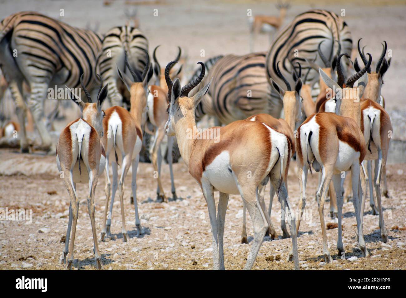 Namibia; OshikotoGebiet; Nordnamibia; östlicher Teil des Etosha