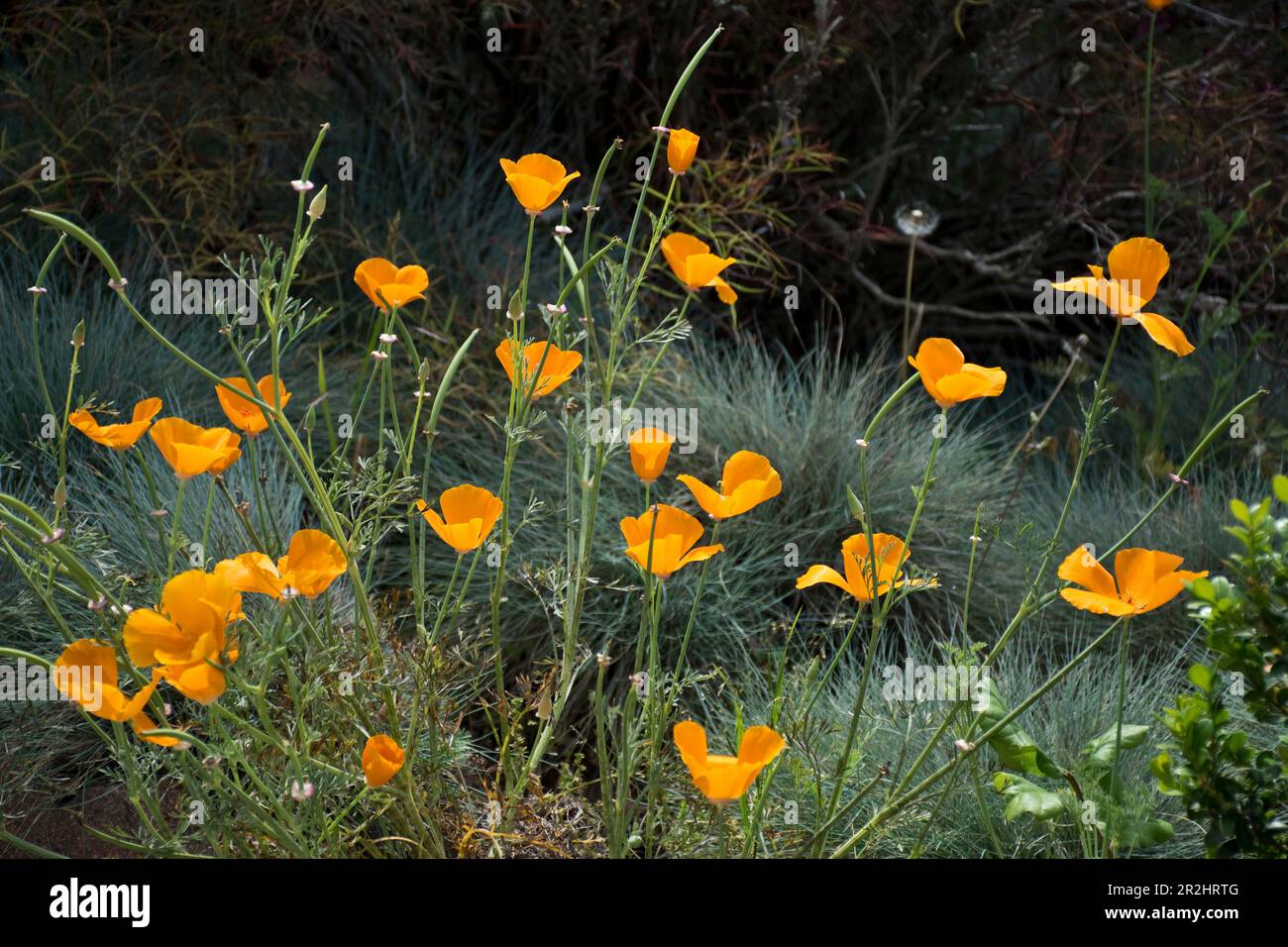 Im Frühling blühen in der Wildnis lebendige kalifornische Mohnblüten Stockfoto