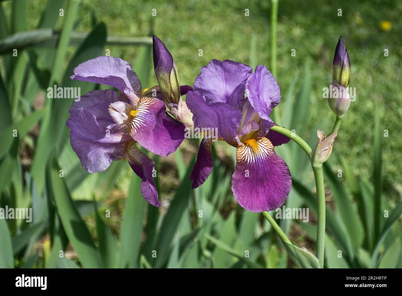Im Frühling blühen wunderschöne lila Irisblüten Stockfoto
