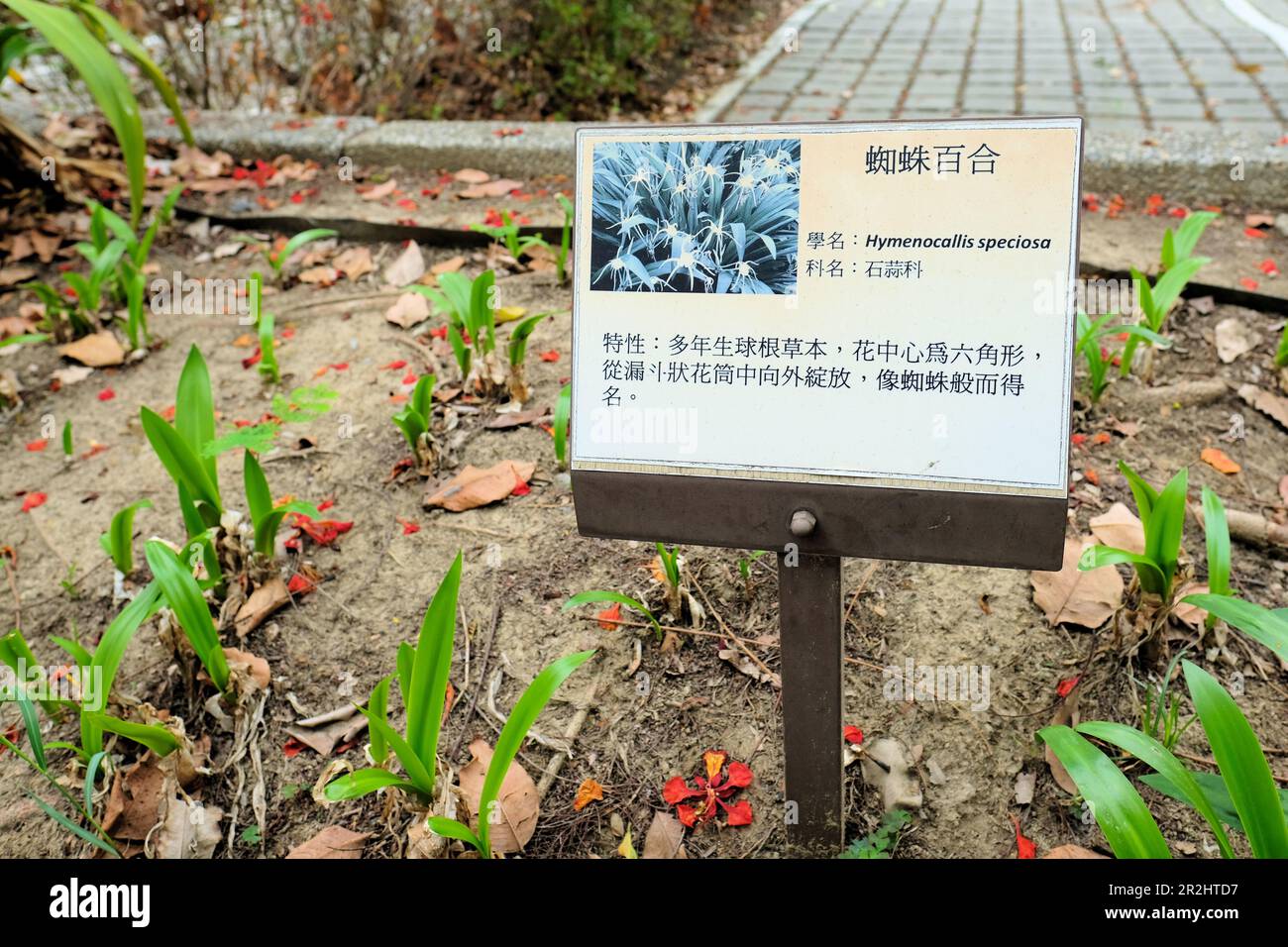 Lateinisches botanisches Namensschild und Pflanzenbeschreibung auf Chinesisch für Hymenocallis speciosa, grüne Spinnenlilie, im Xingfu-Park in Kaohsiung, Taiwan. Stockfoto