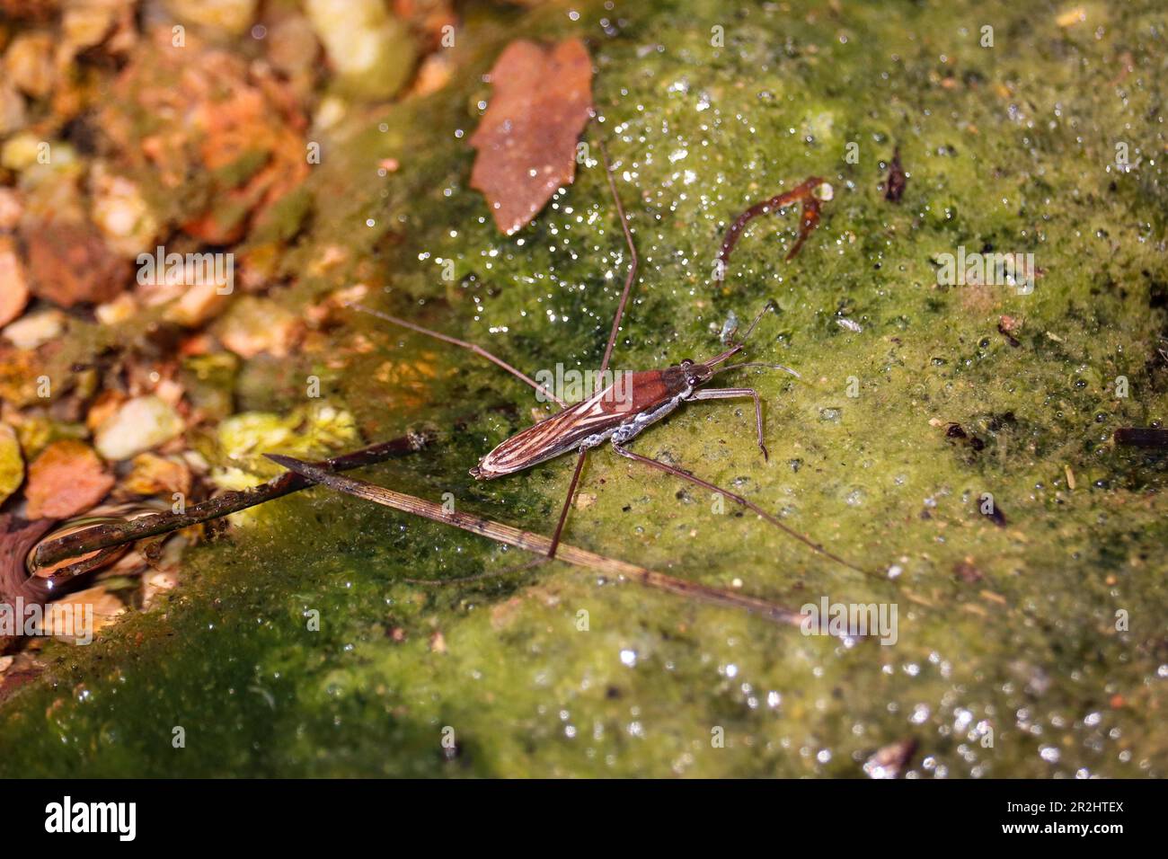 Gewöhnlicher Wasserläufer oder Aquarius remigis in einigen Algen in einem Bach auf dem Payson College Trail in Arizona. Stockfoto